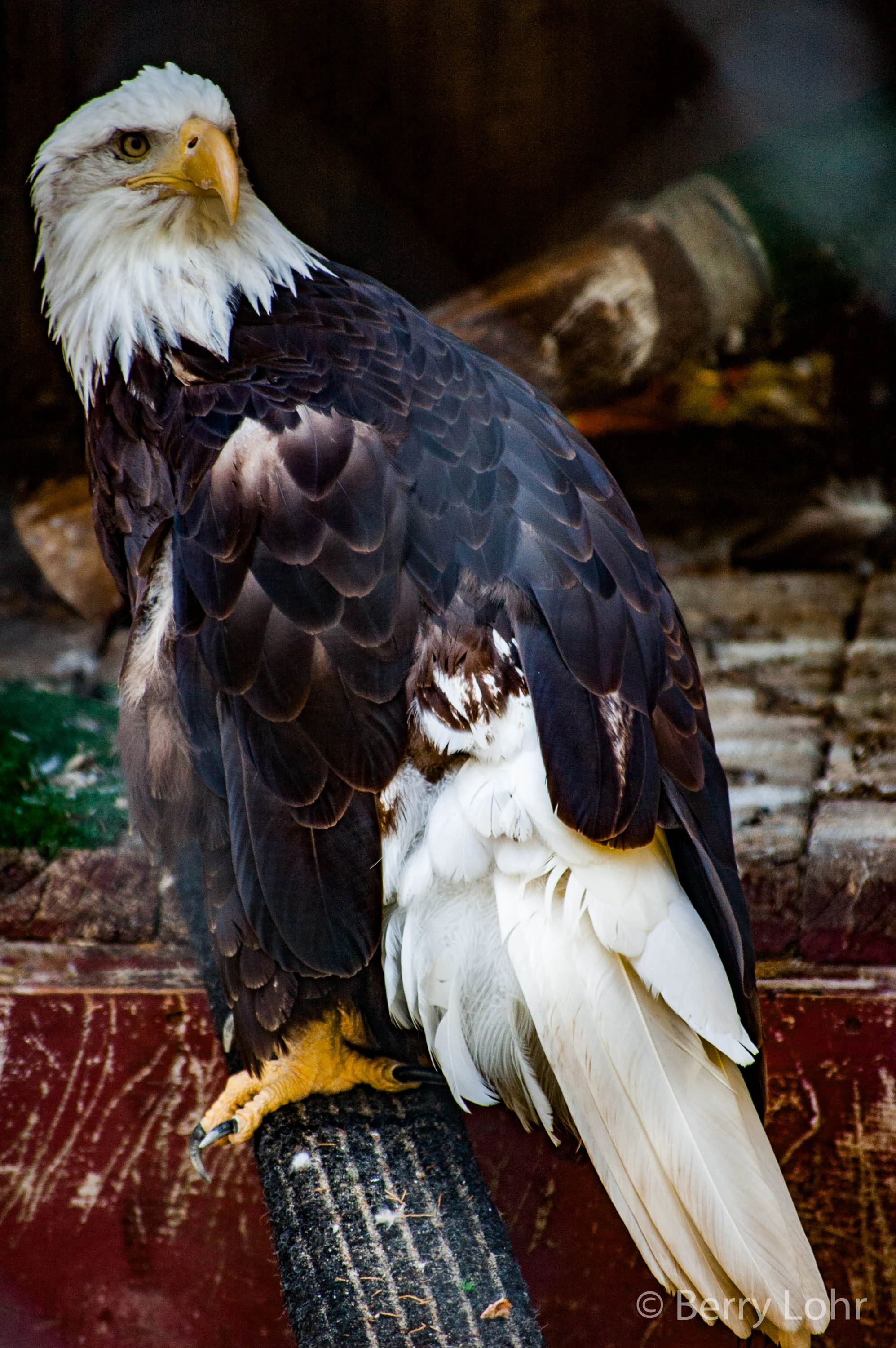 Eagle 3