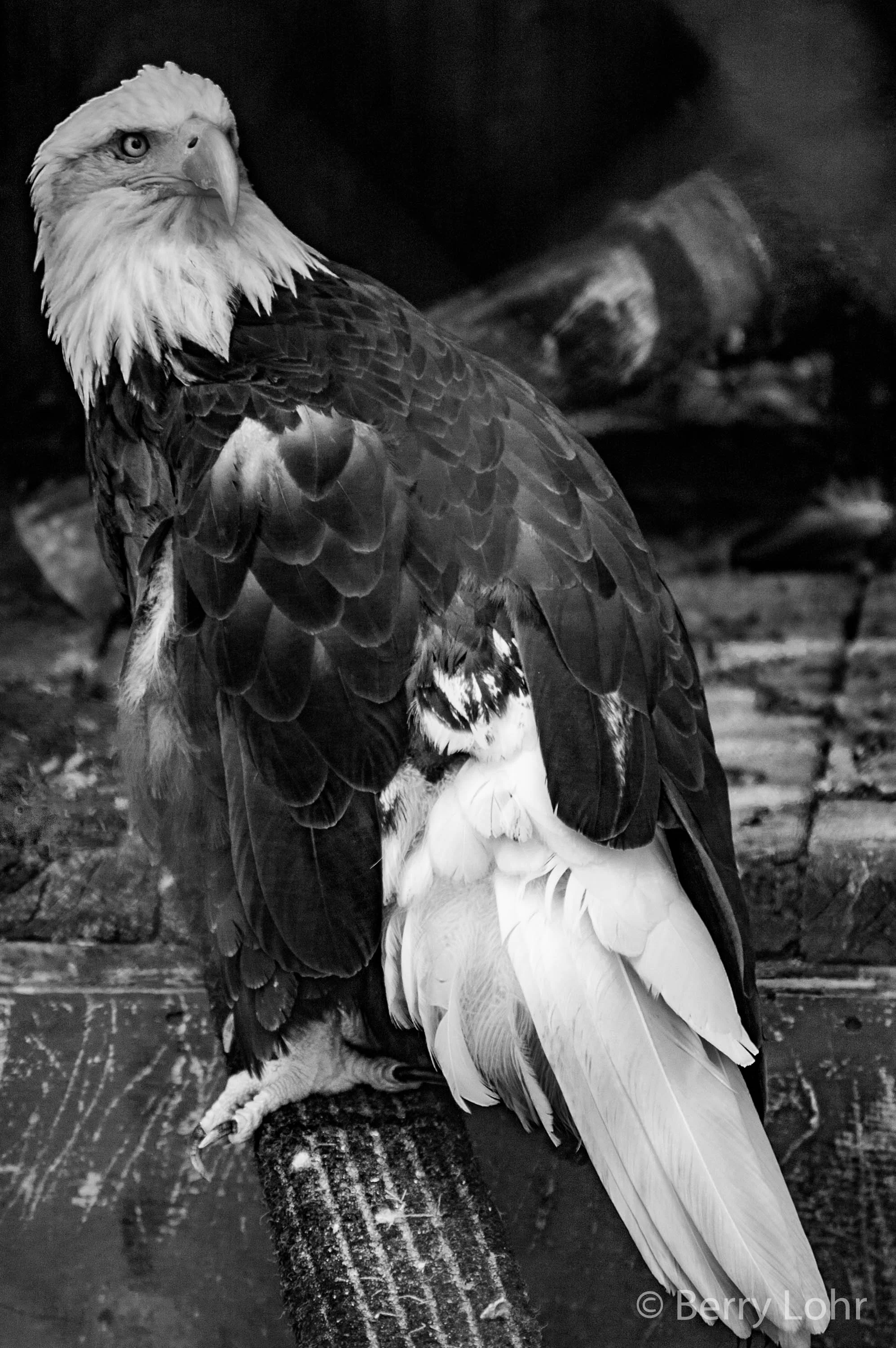 Eagle 4