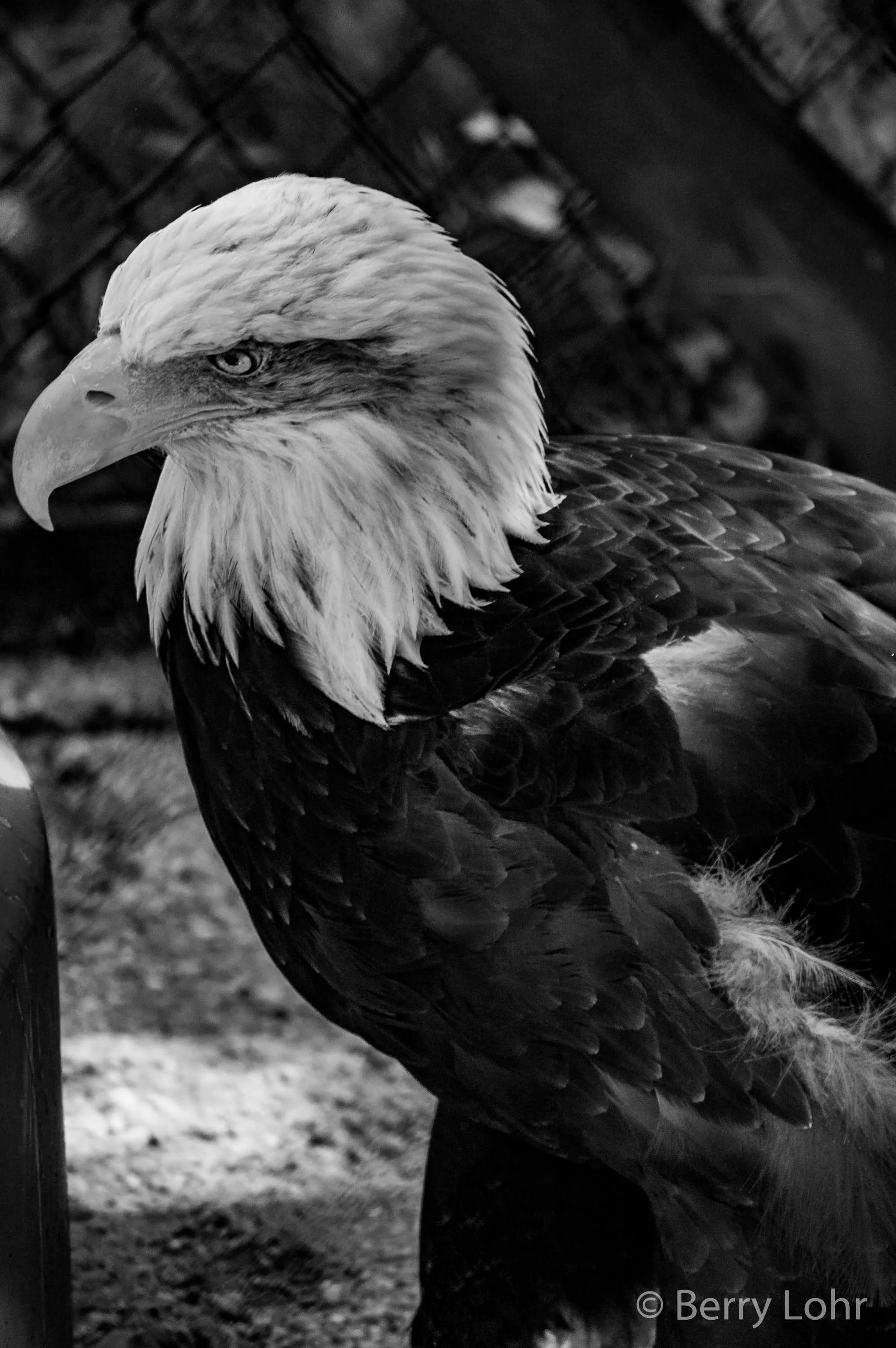 Eagle 5