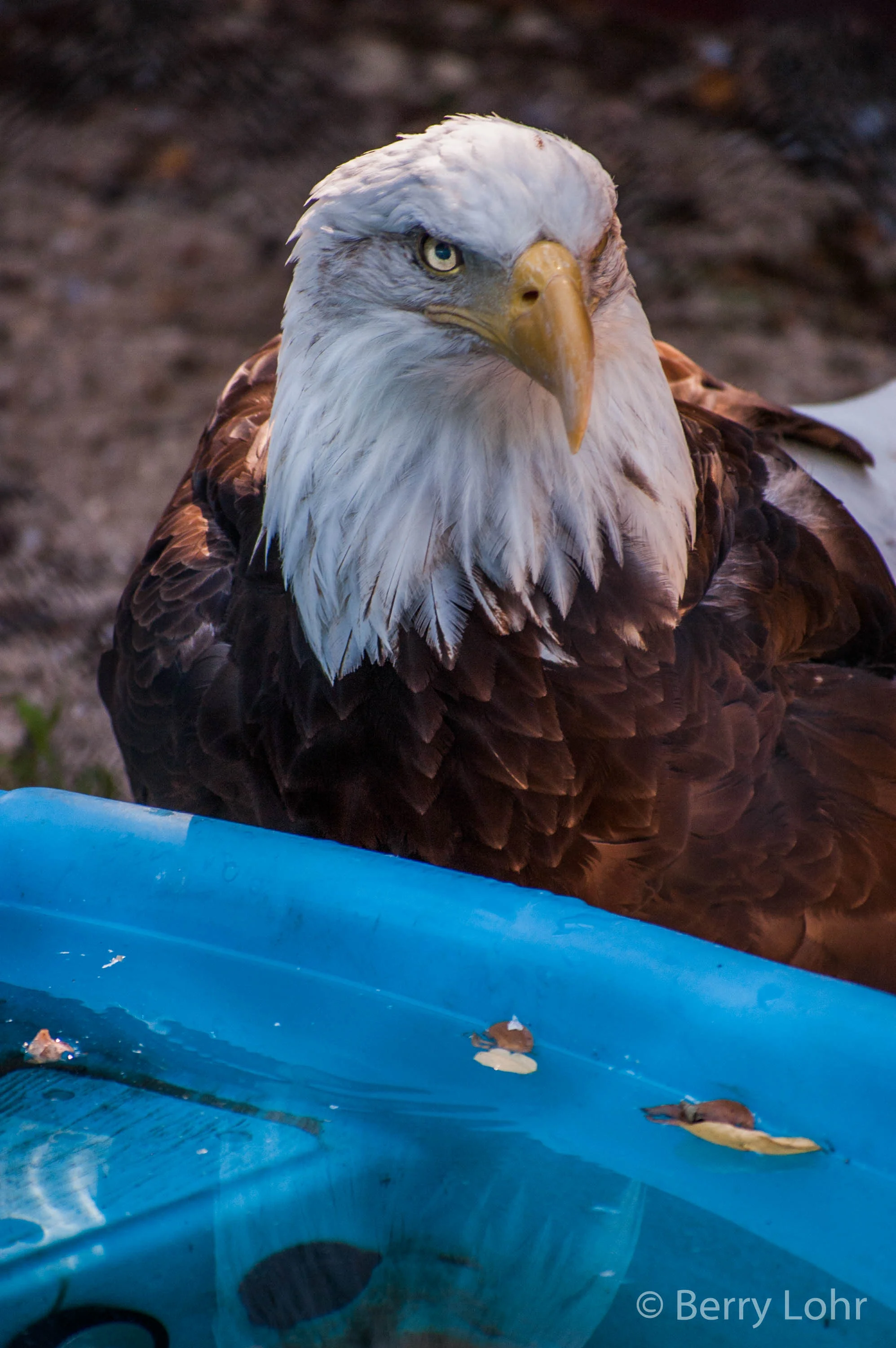 Eagle 9