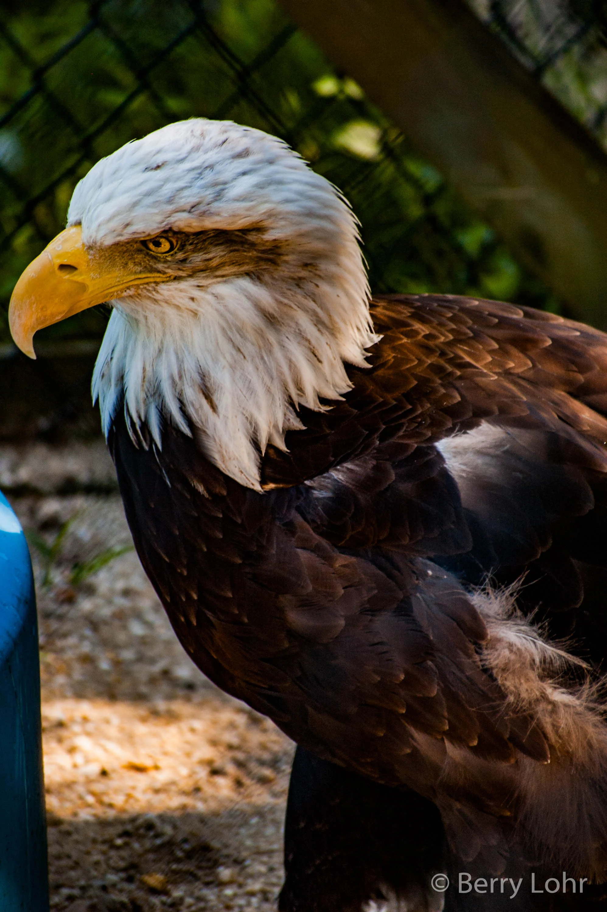 Eagle 11