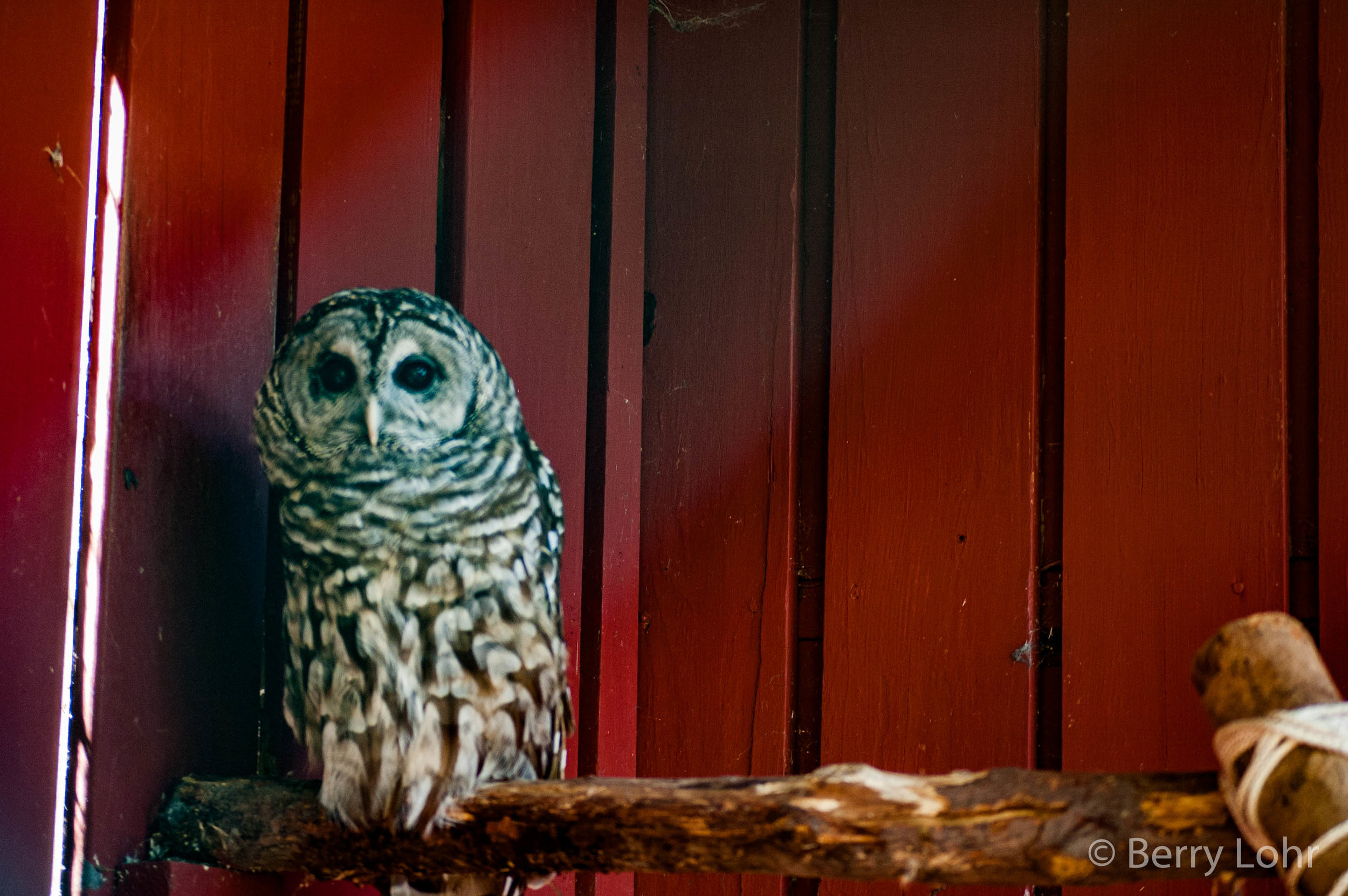 Owl 4