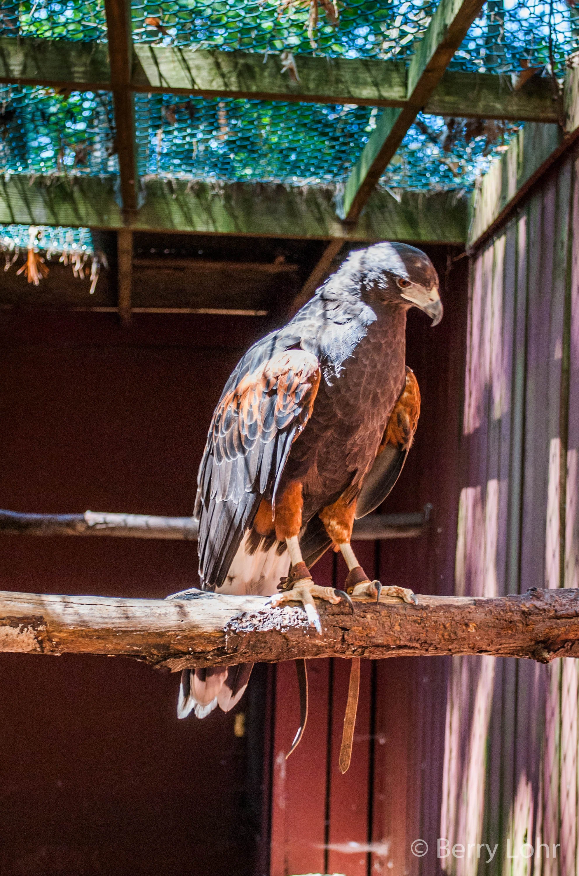 Hawk 3
