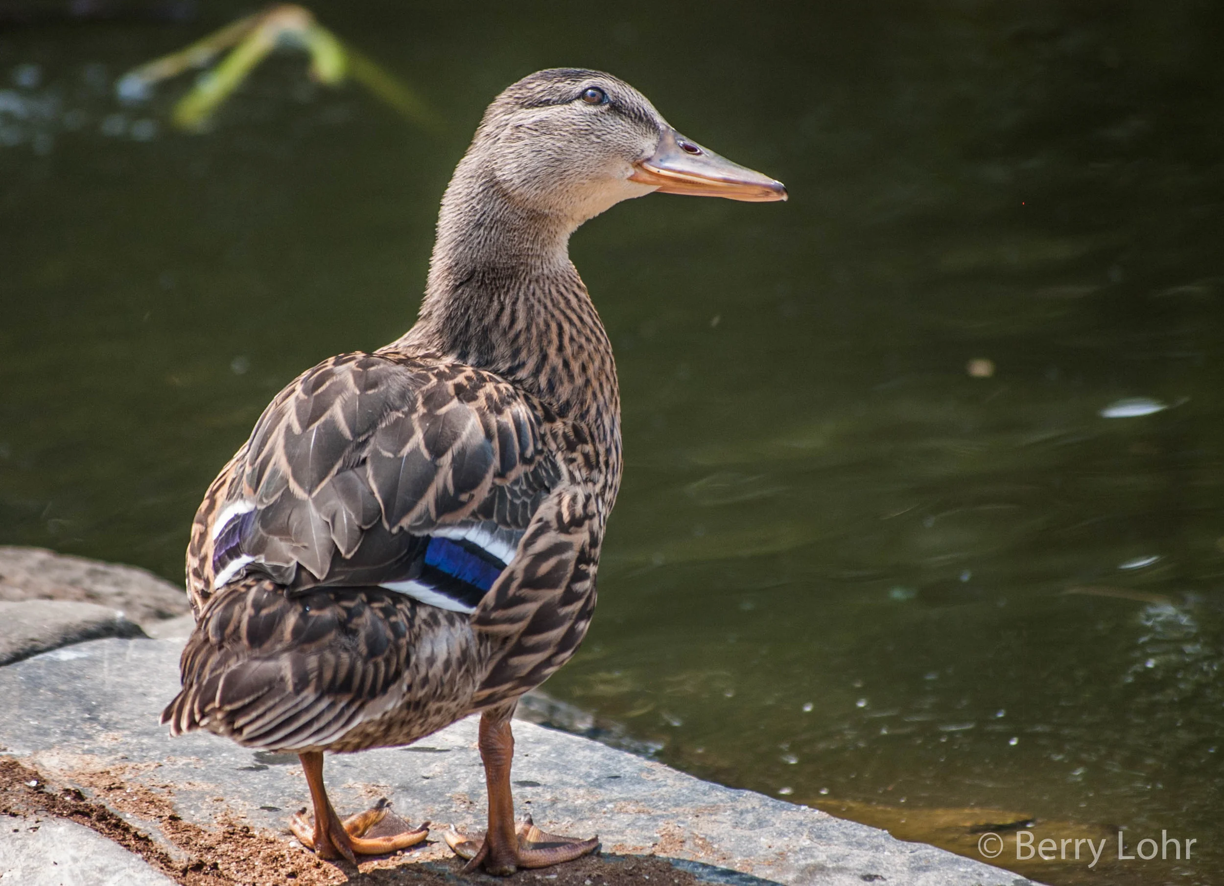 Ducks 3