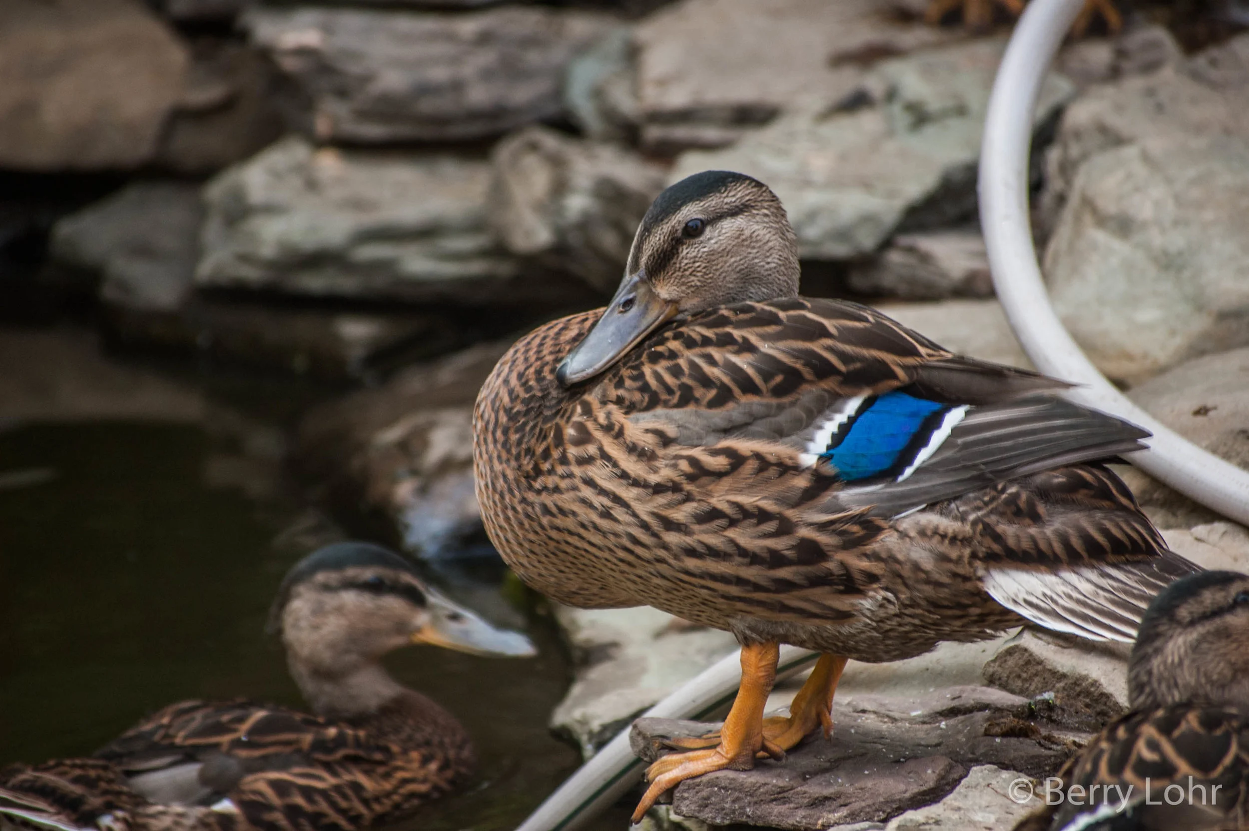 Ducks 4