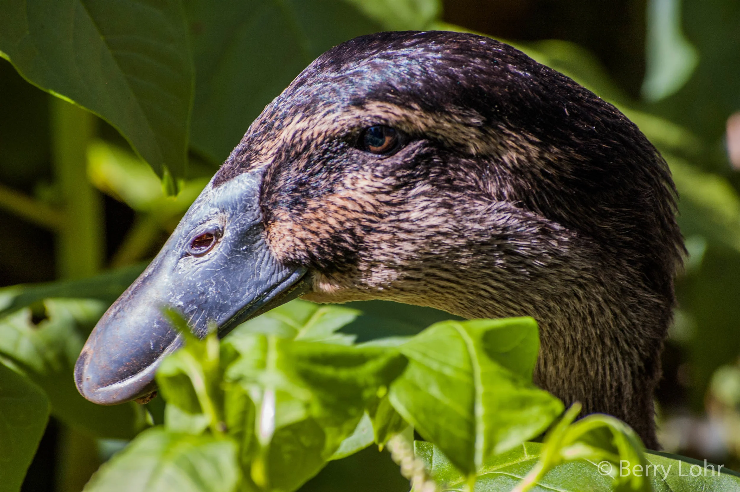 Ducks 7