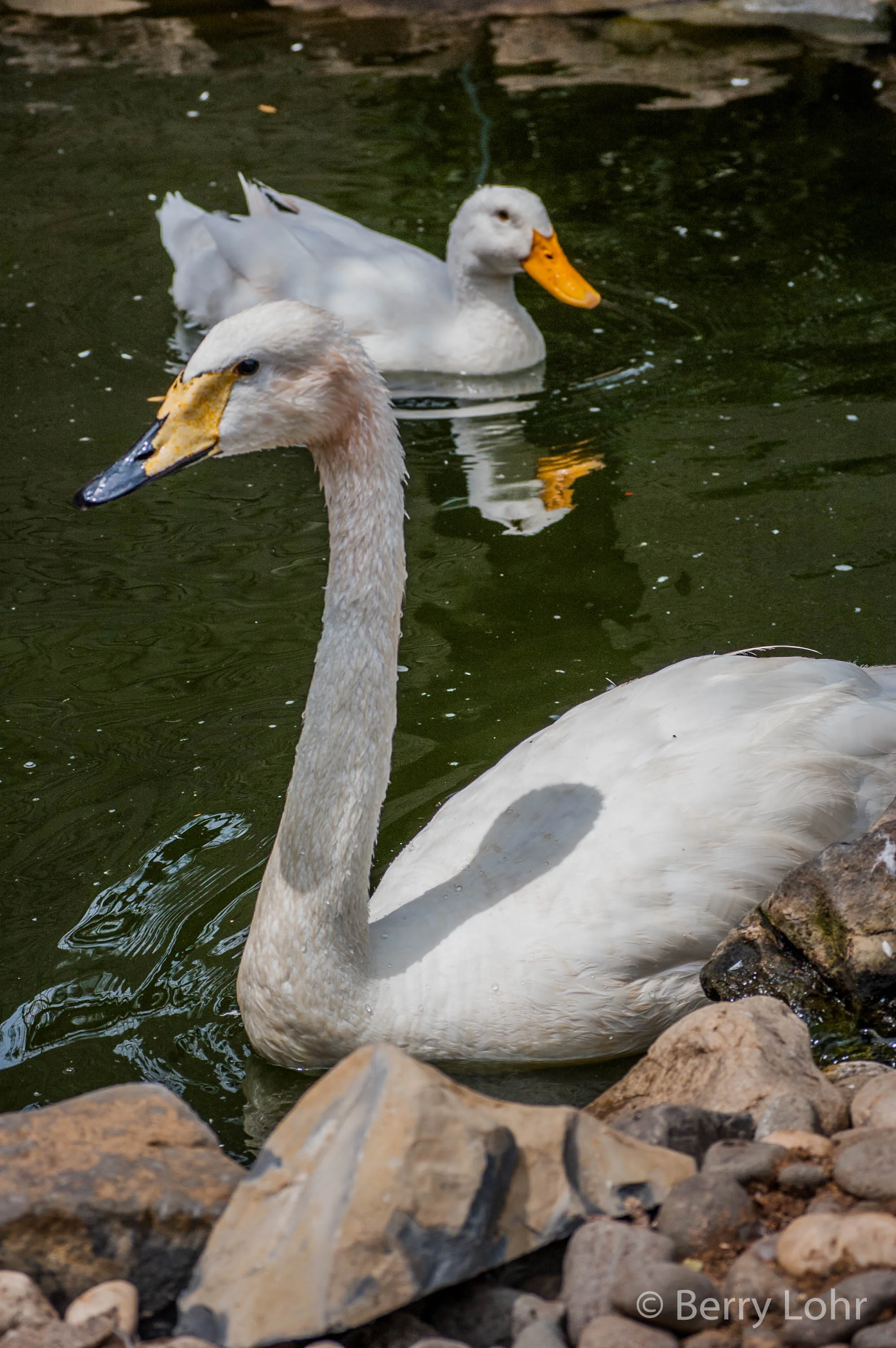 Swan 2