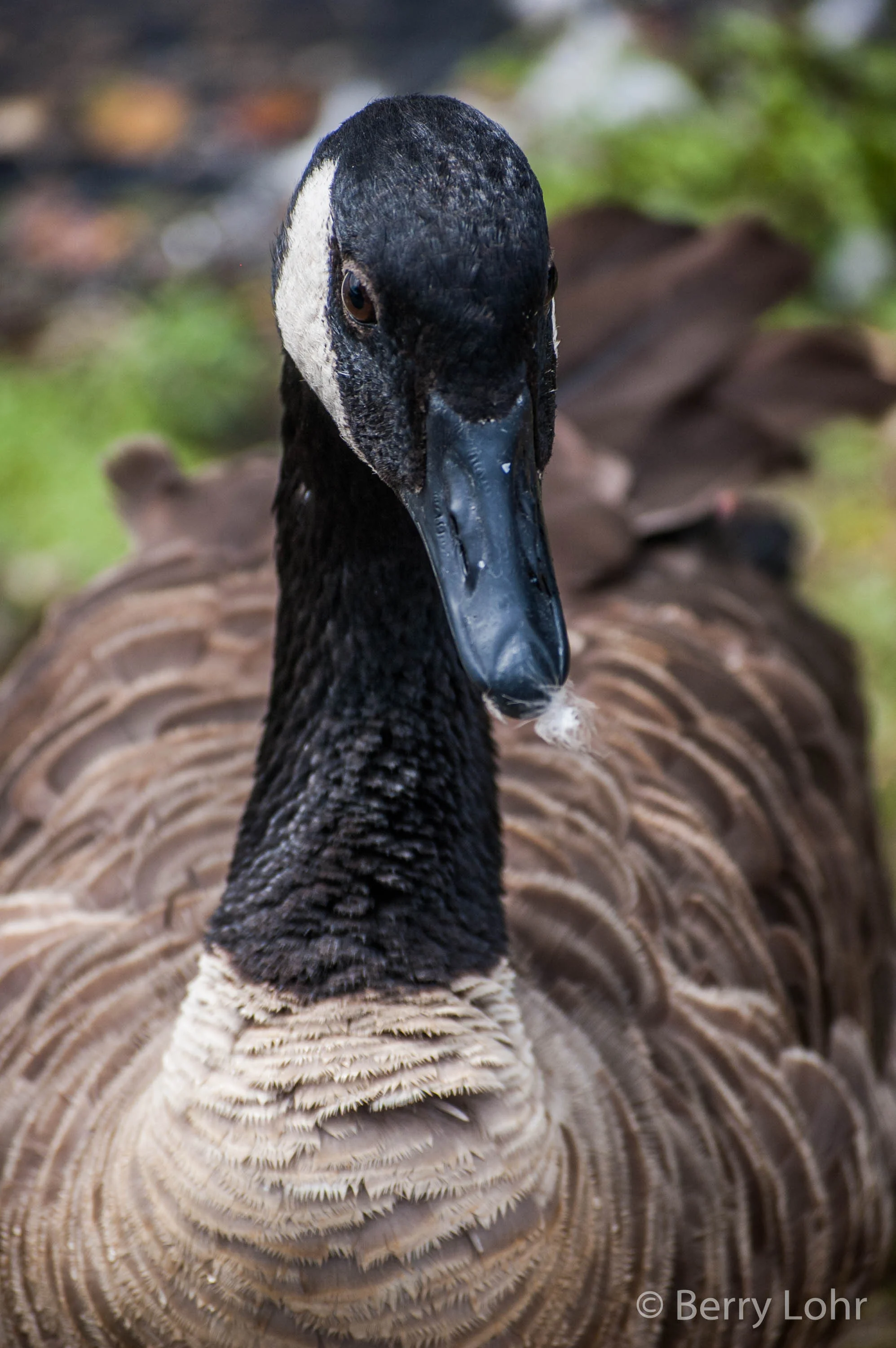 Goose 1