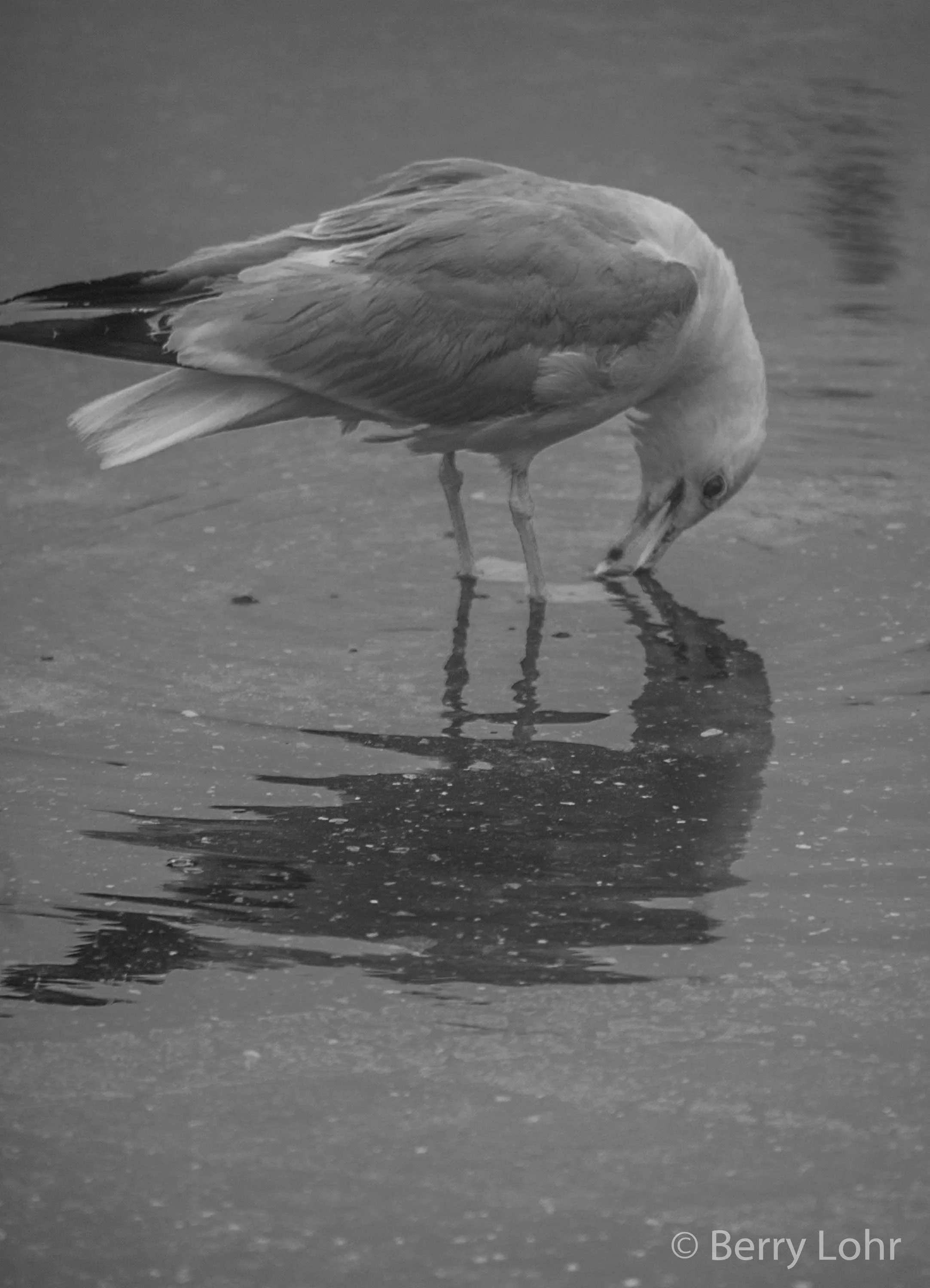 Seagull 10