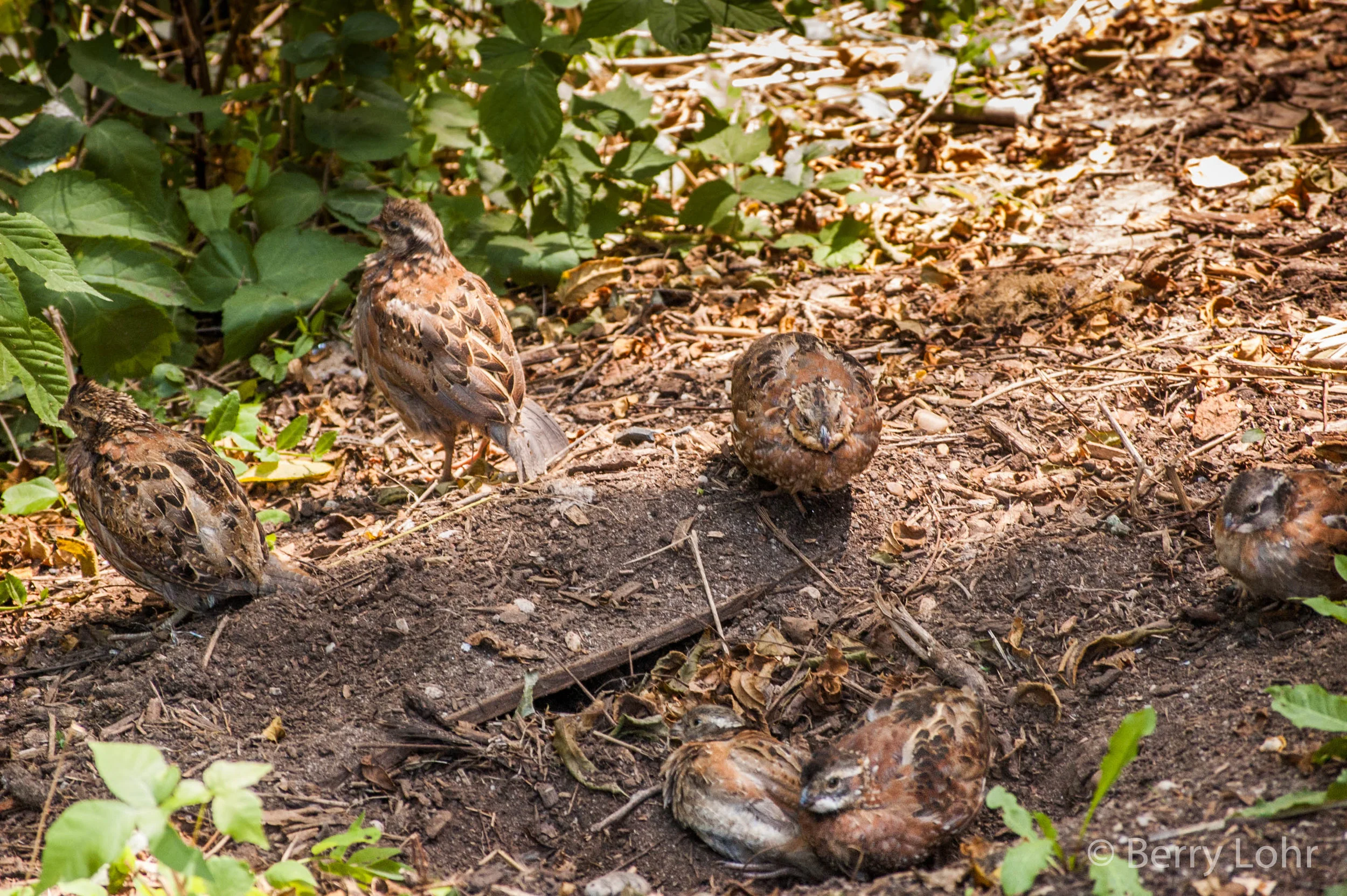 Birds 