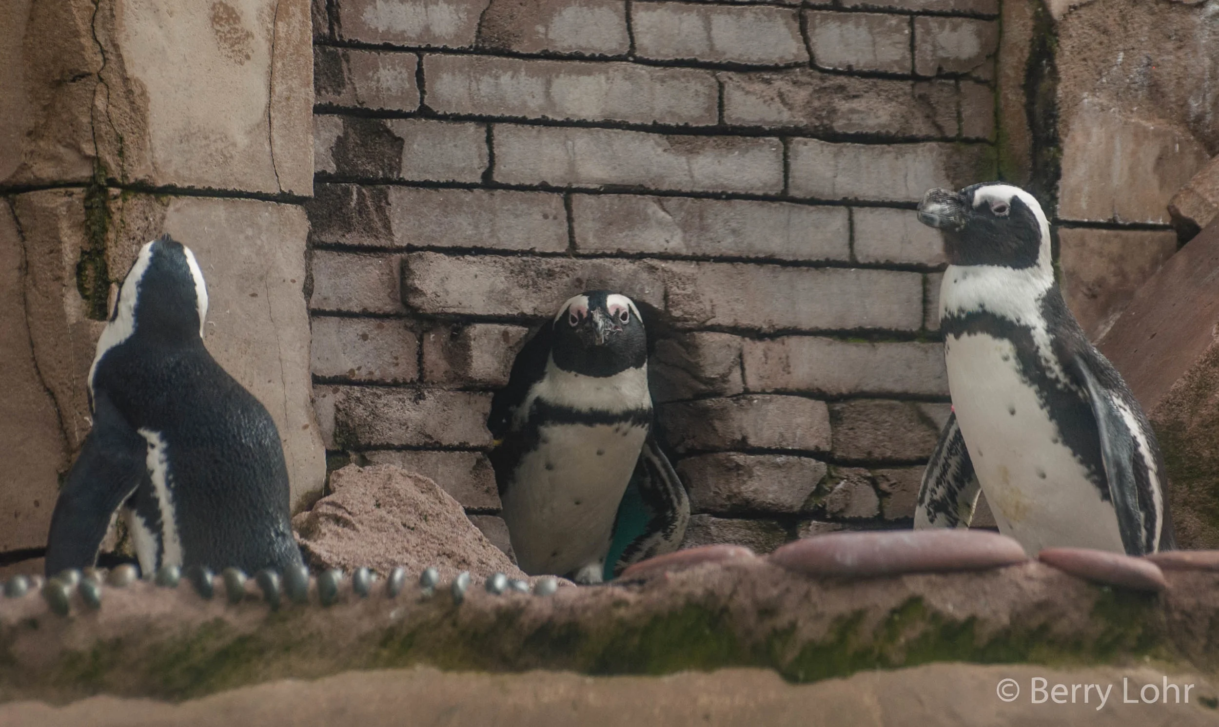 Penguins 3