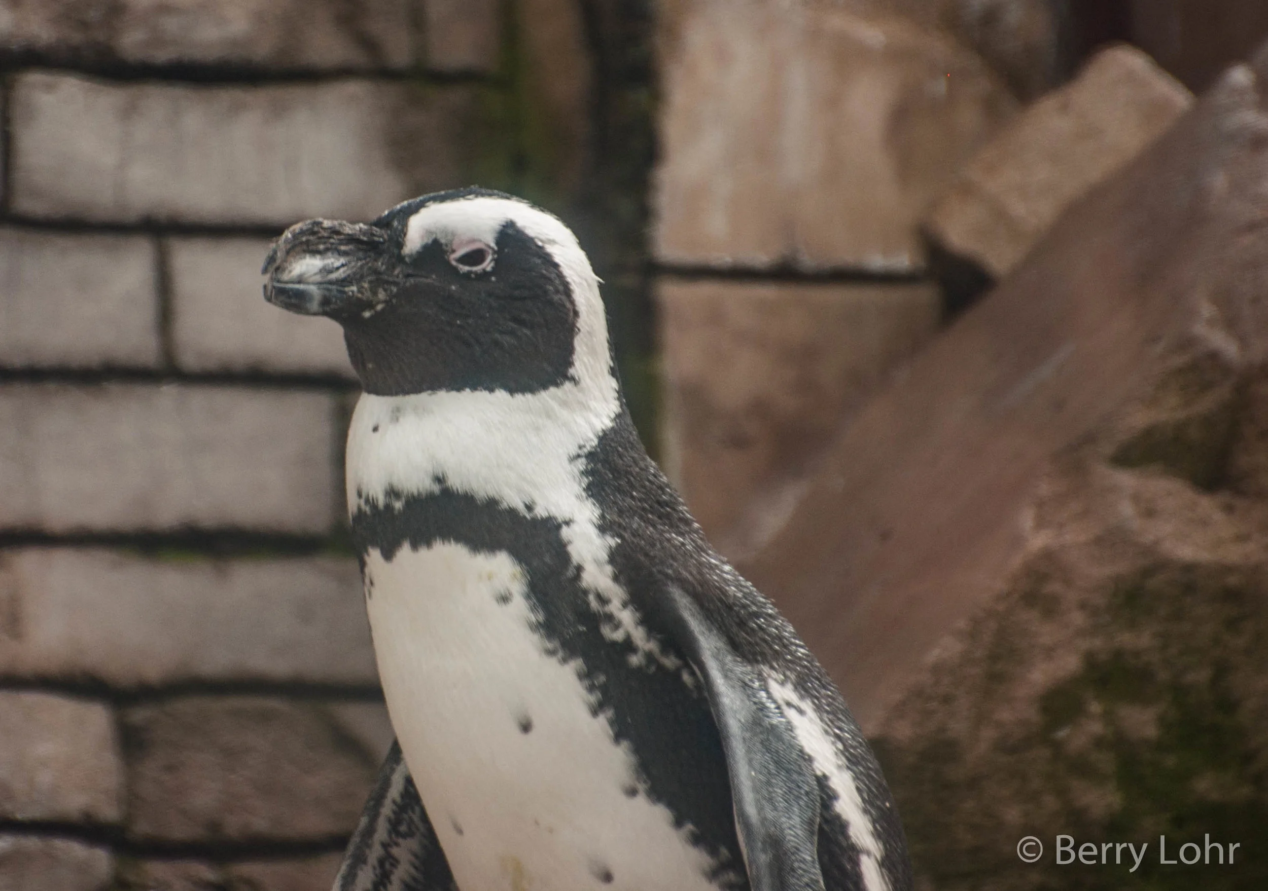 Penguins 4