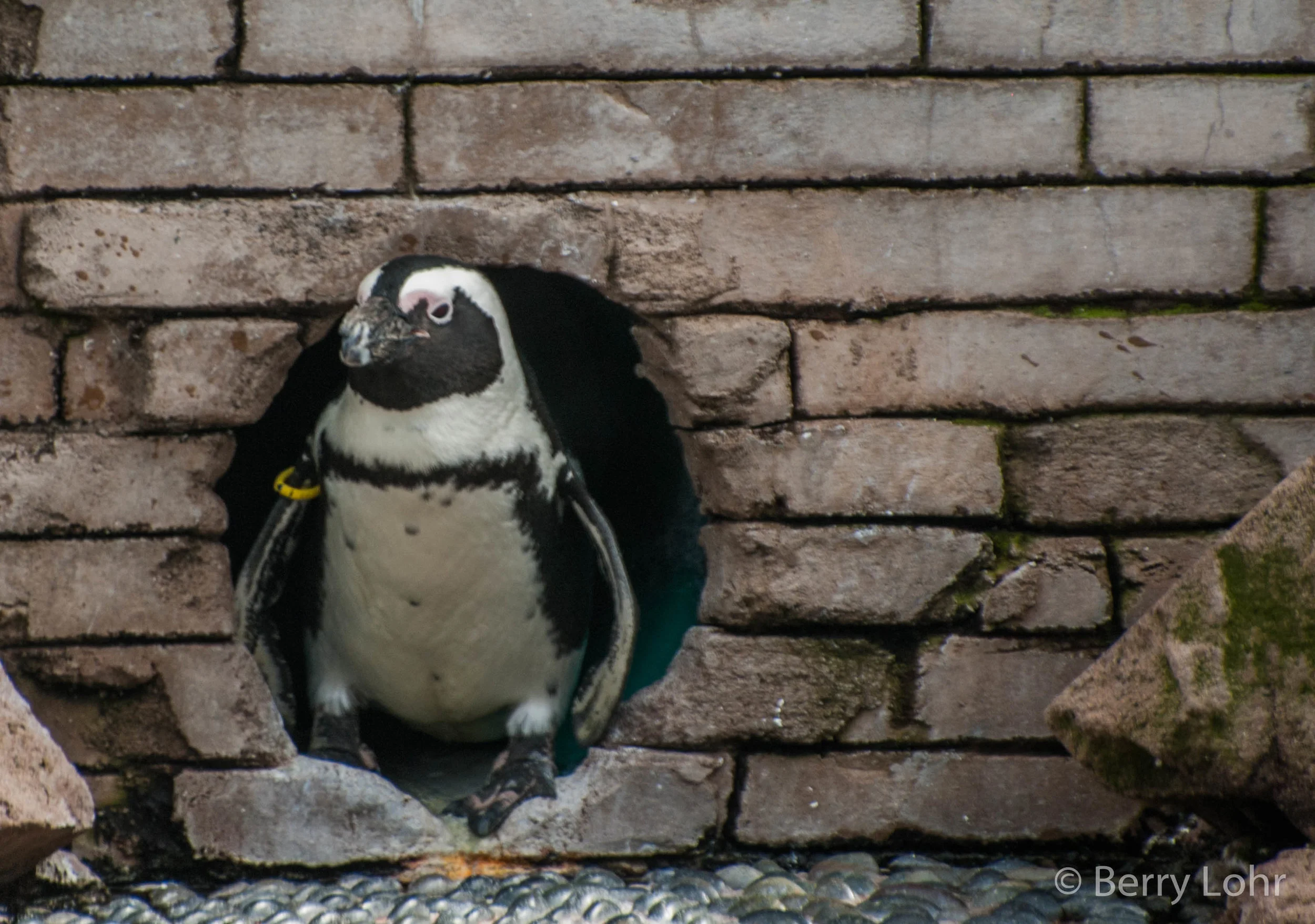 Penguins 5