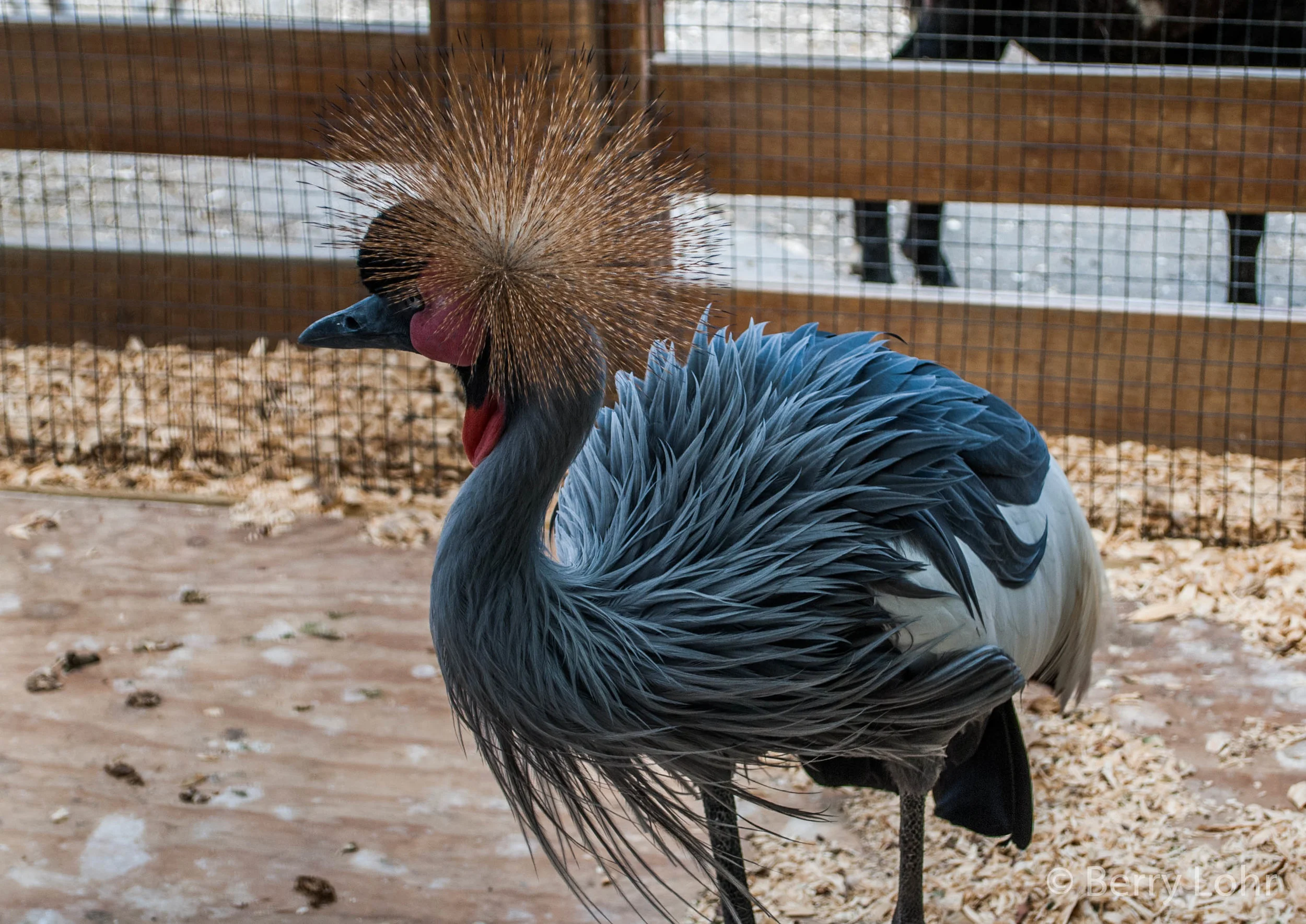 African Crown Crane