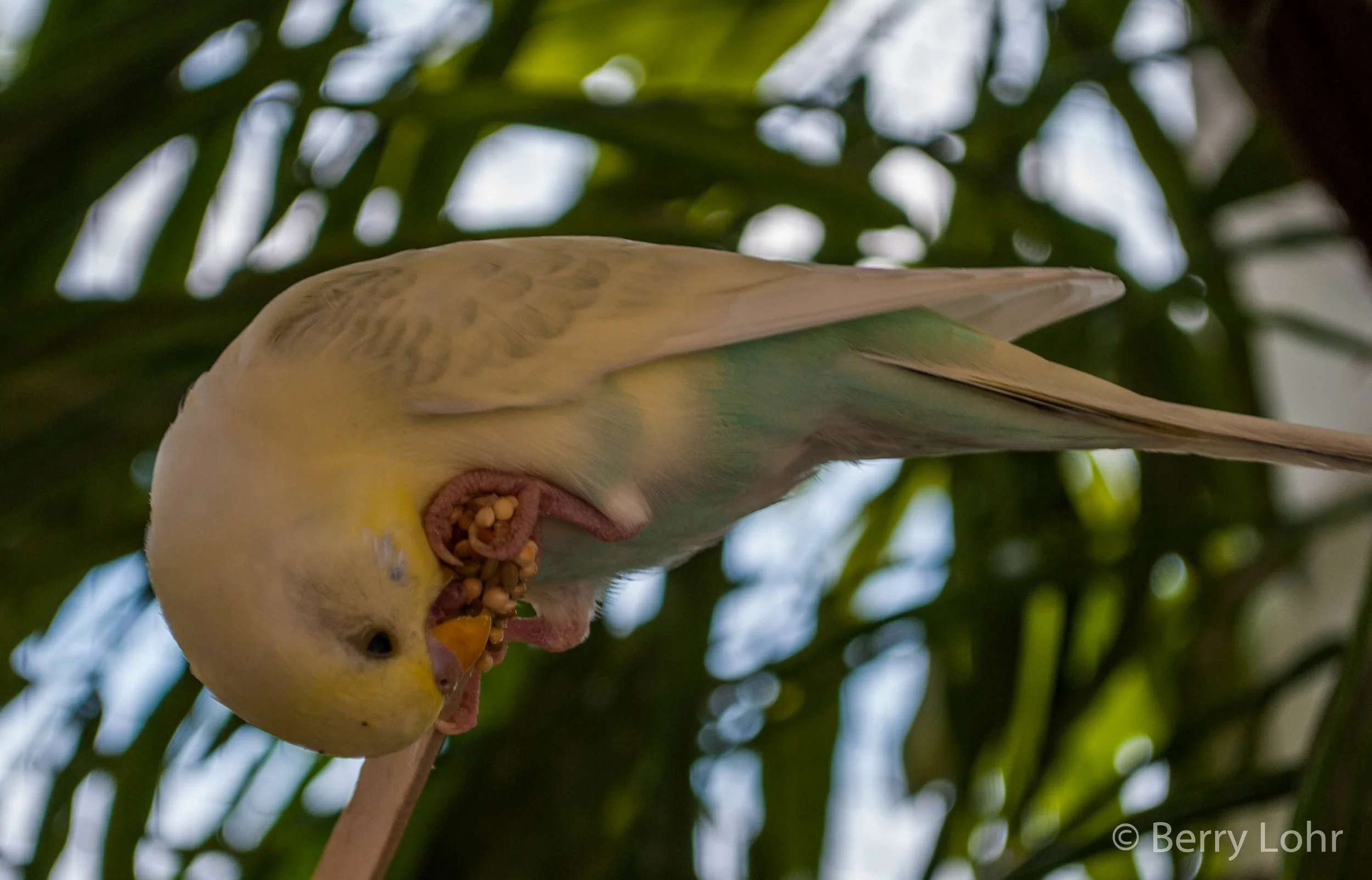 Budgie 1