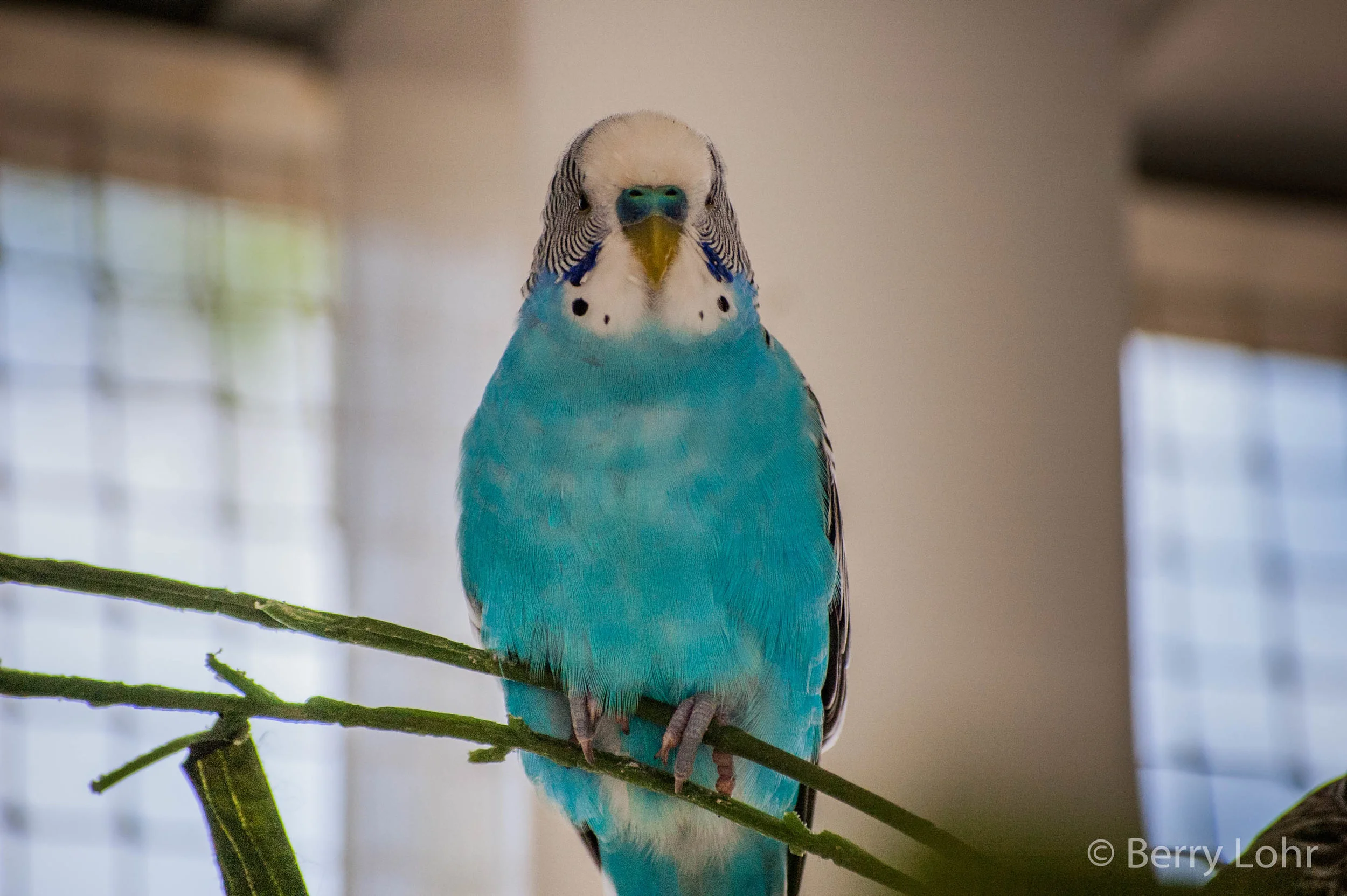 Budgie 3