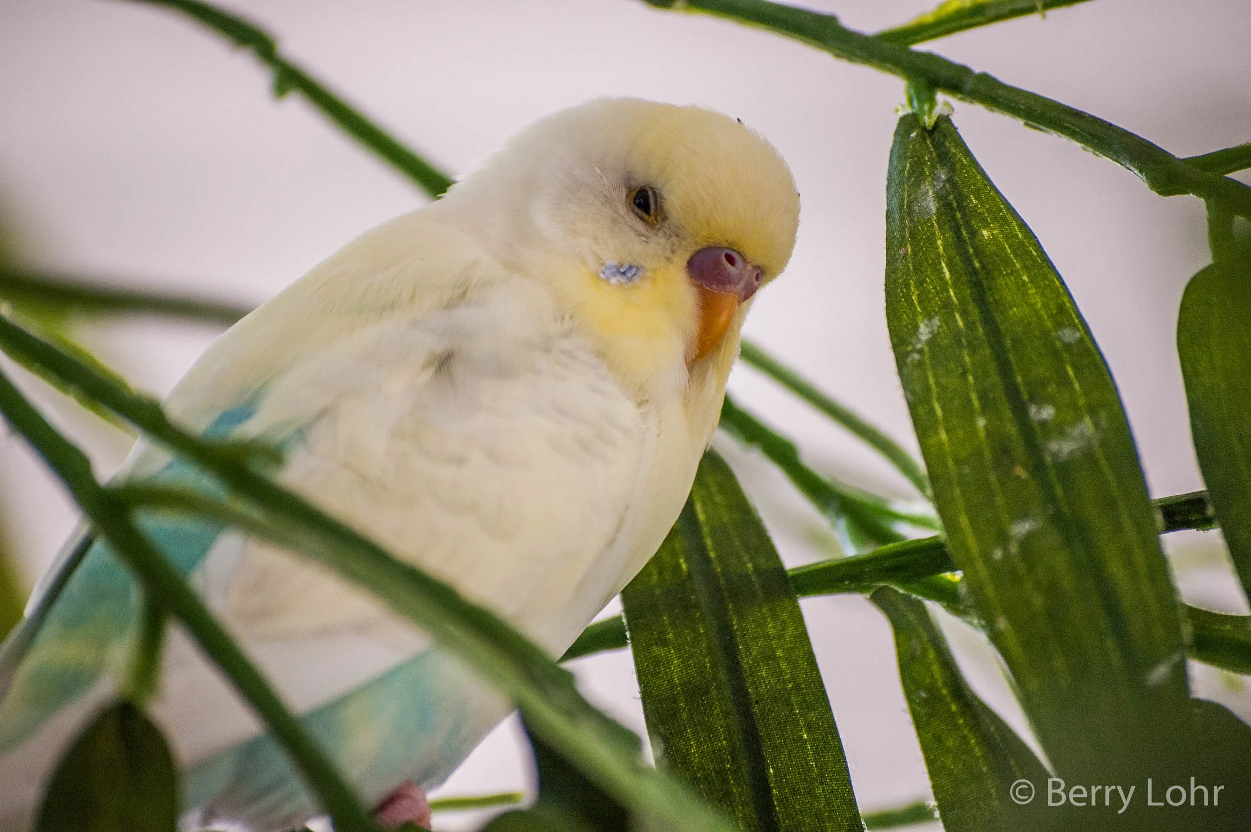 Budgie 4