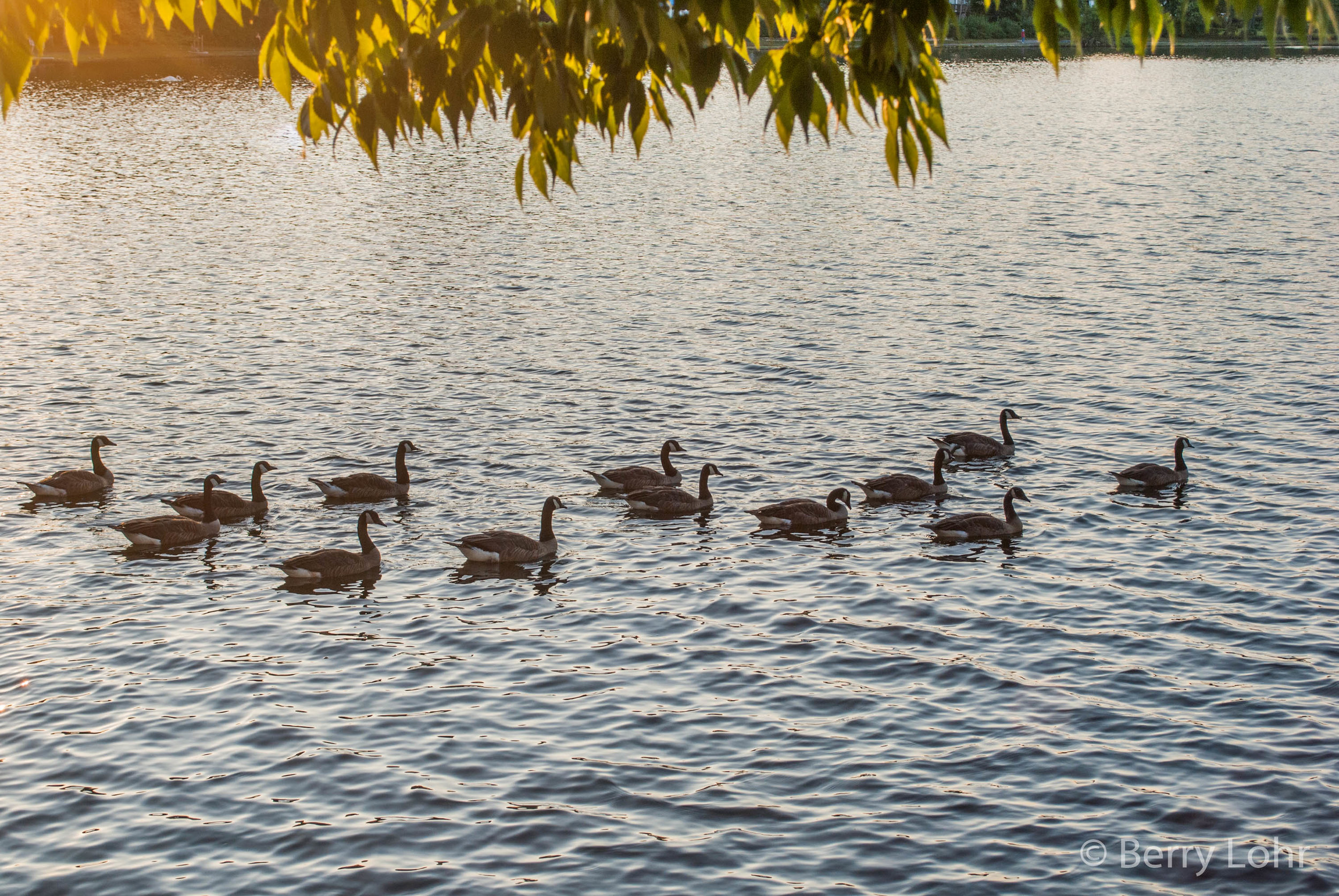 Geese 1