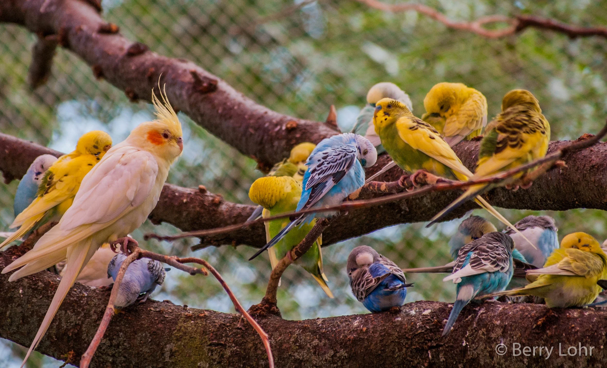 Budgie 5