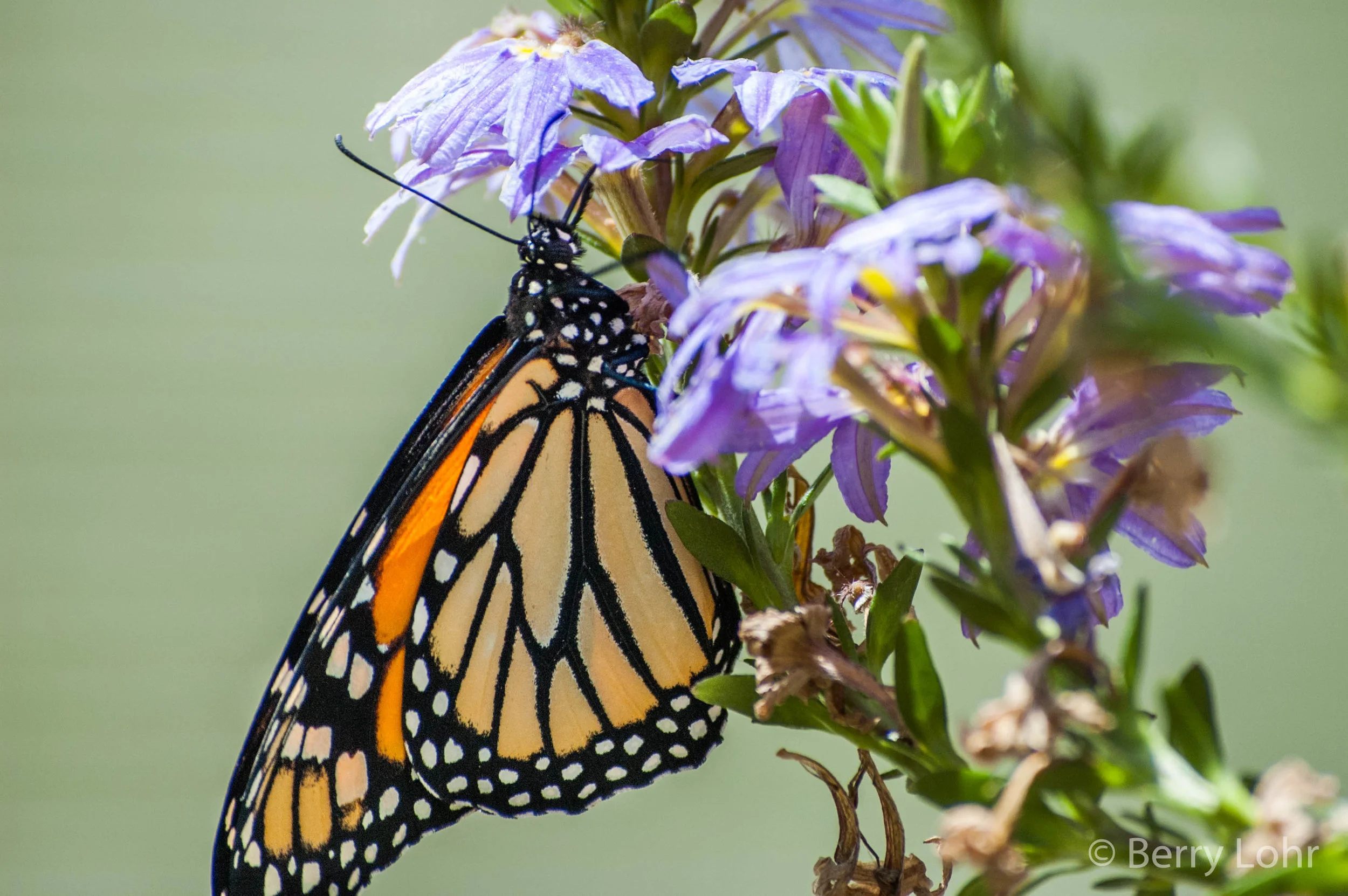 Butterfly 2