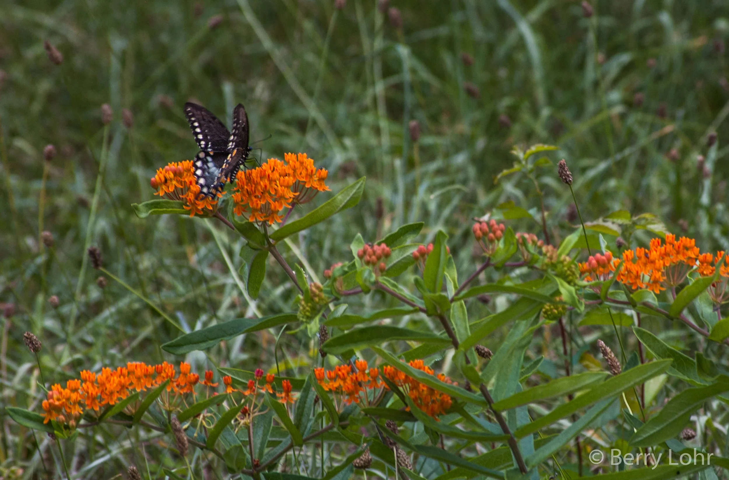 Butterfly 5