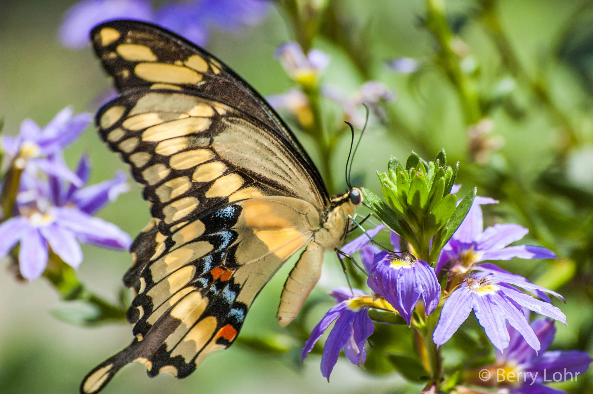 Butterfly 4