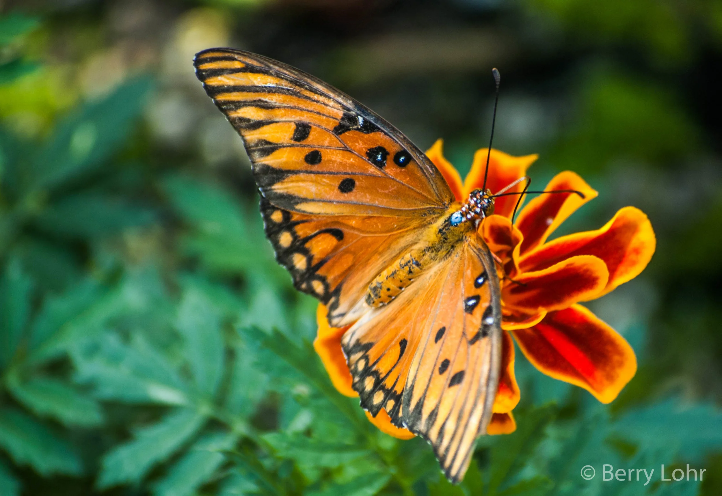 Butterfly 6