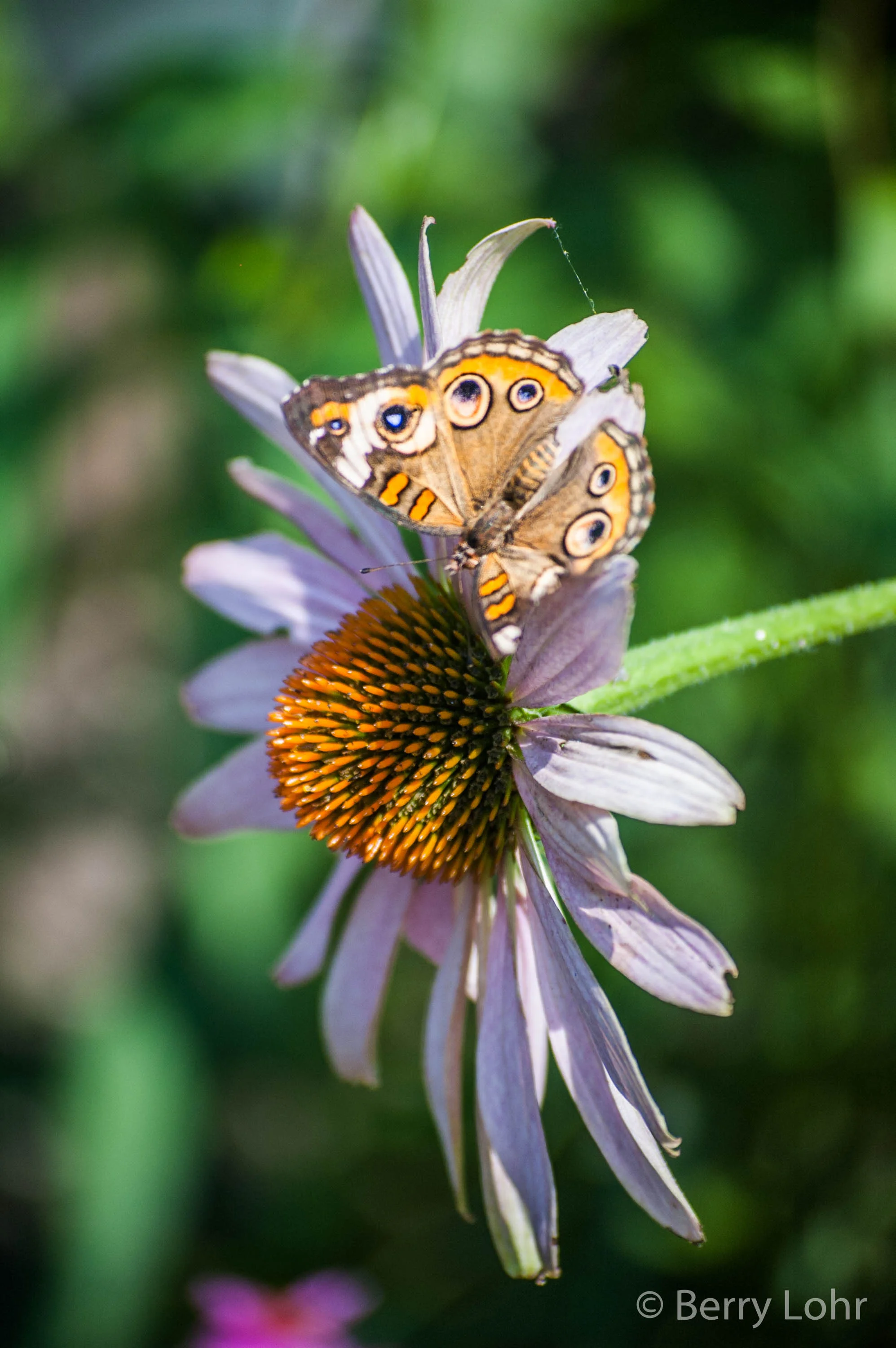 Butterfly 7