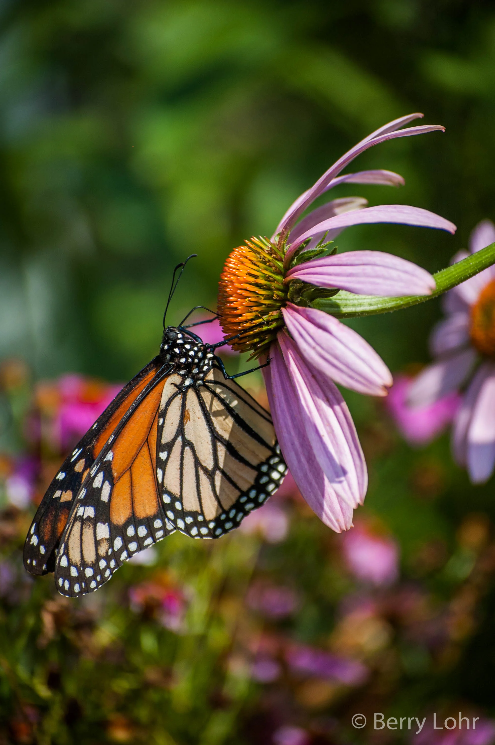 Butterfly 8
