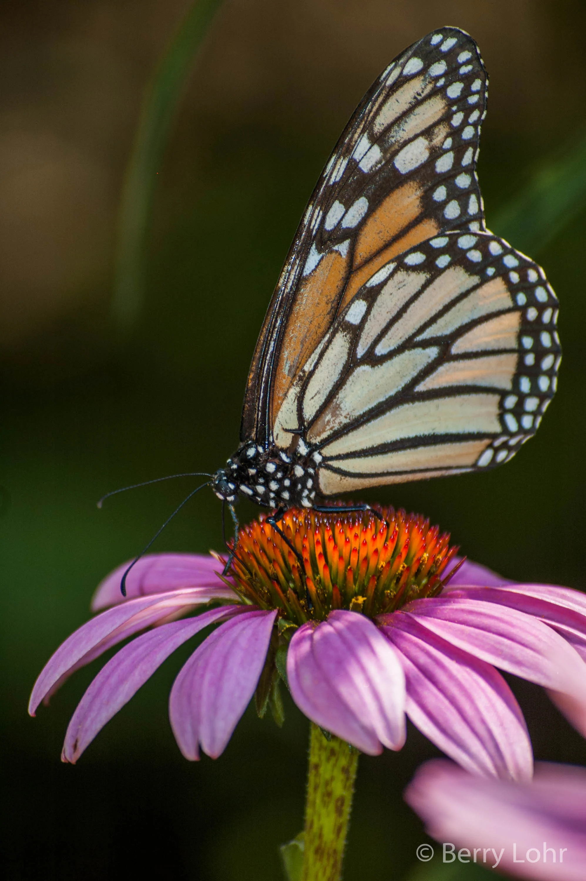 Butterfly 13