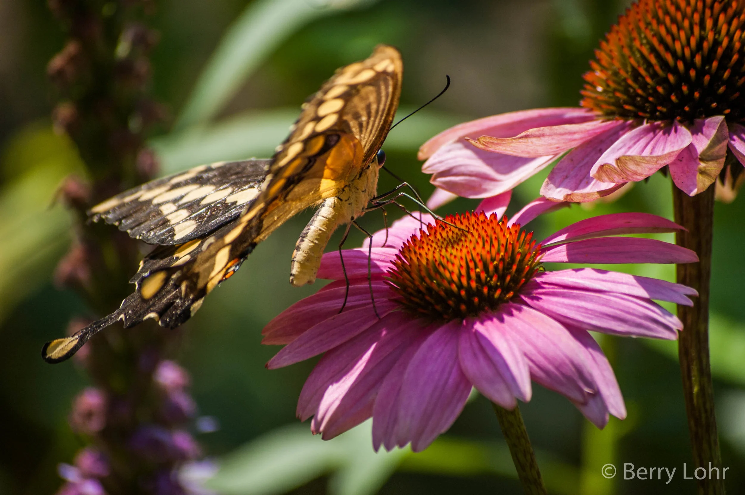 Butterfly 14