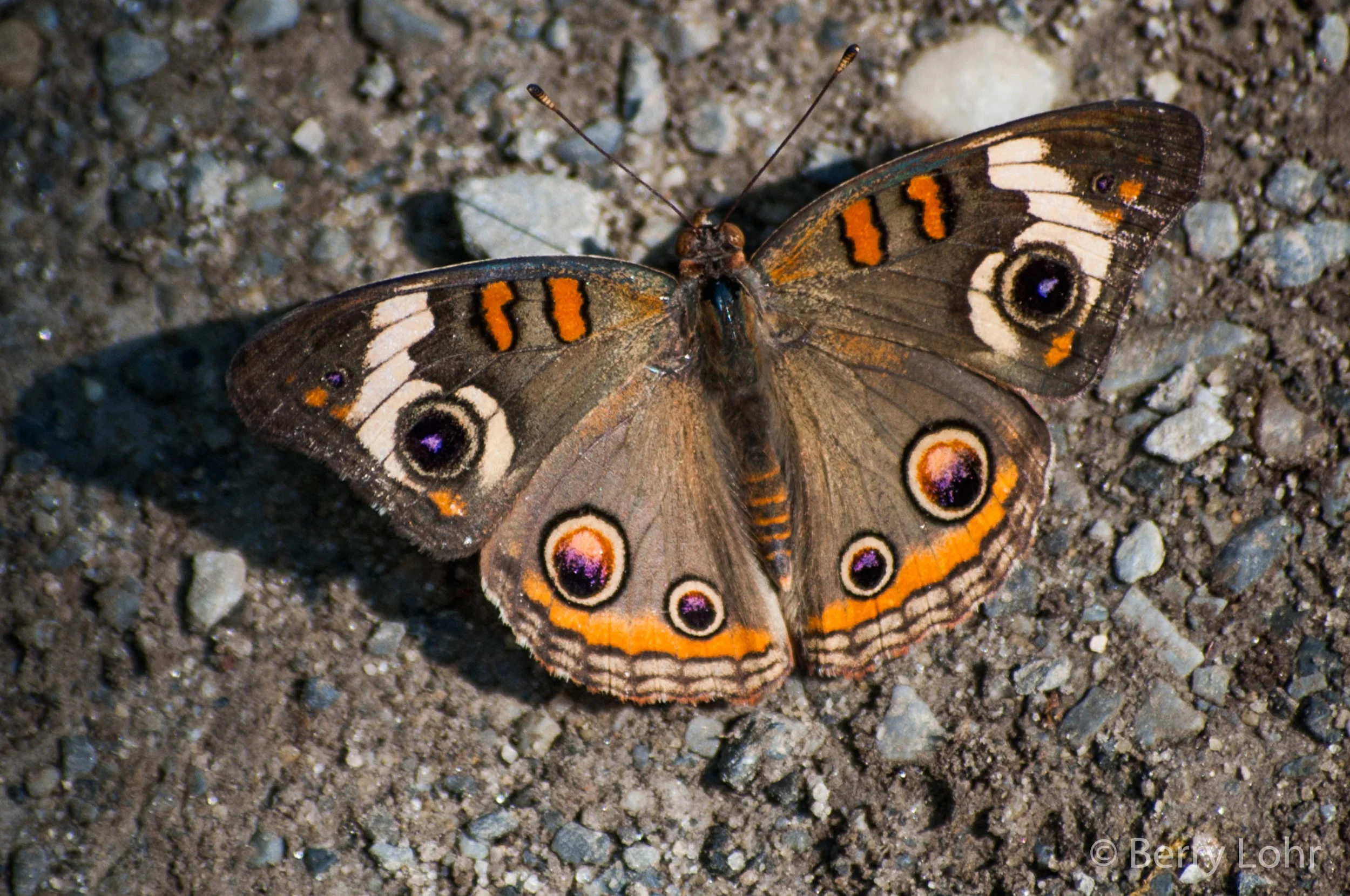 Butterfly 16