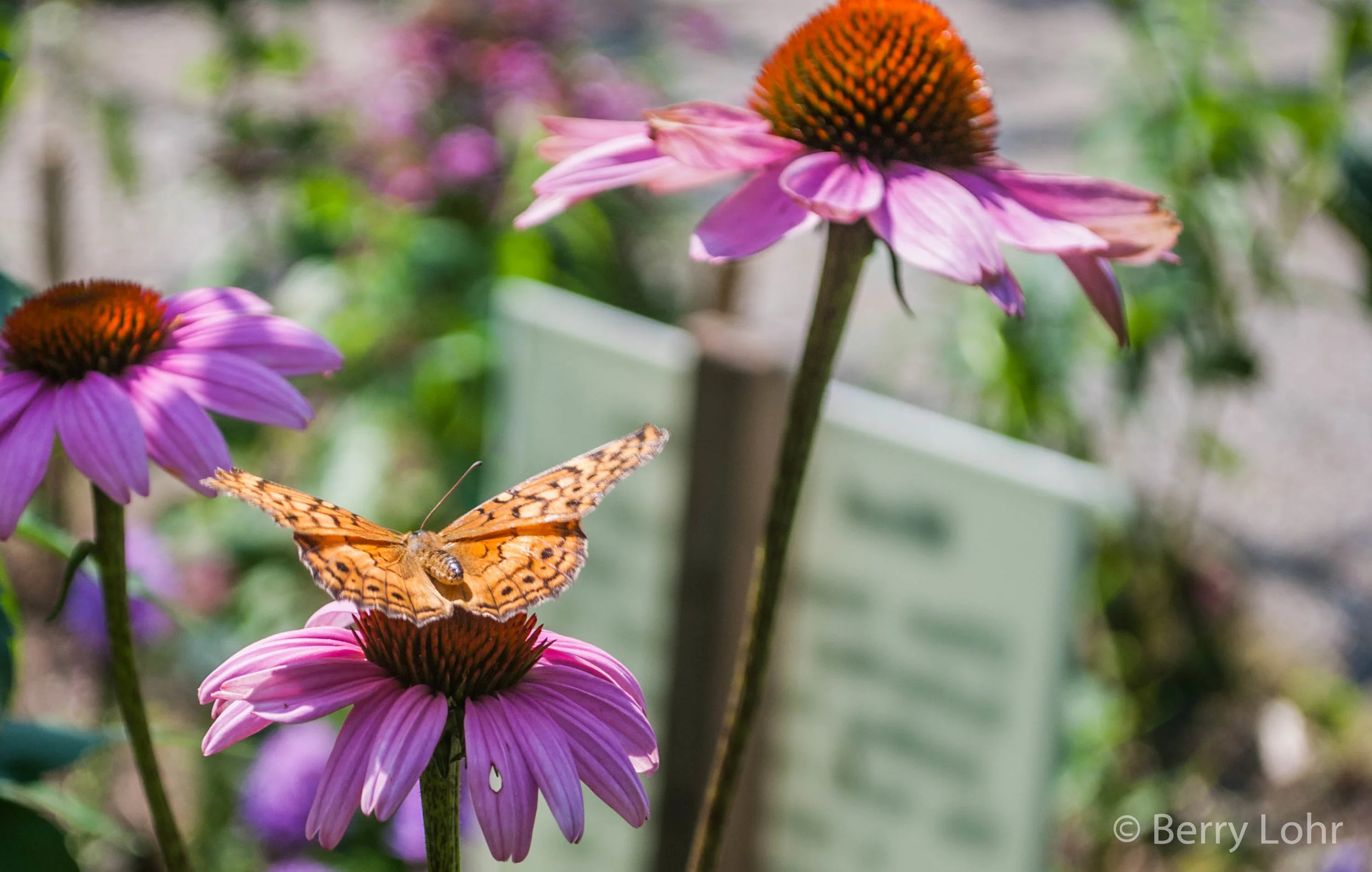 Butterfly 22