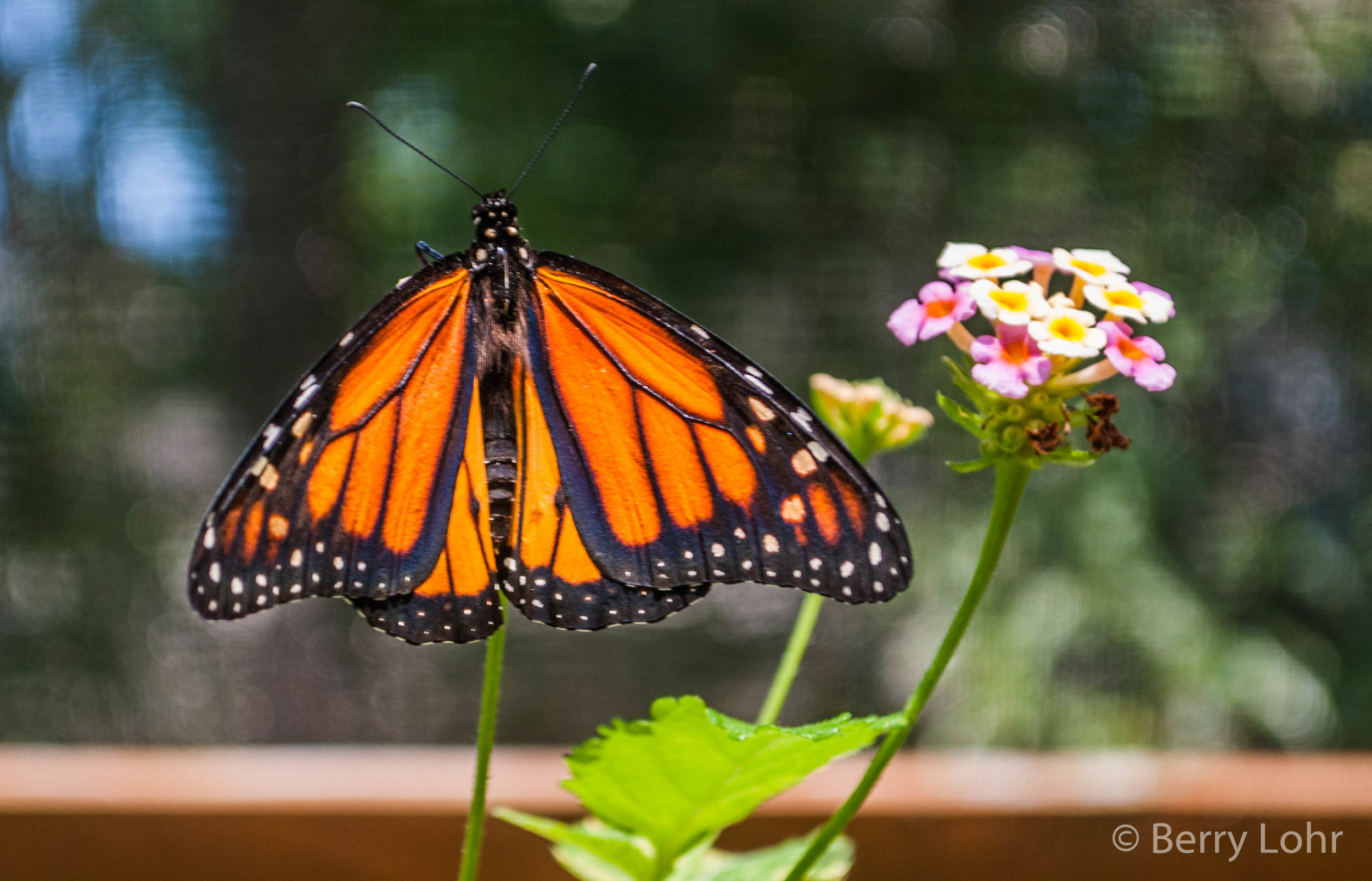 Butterfly 23