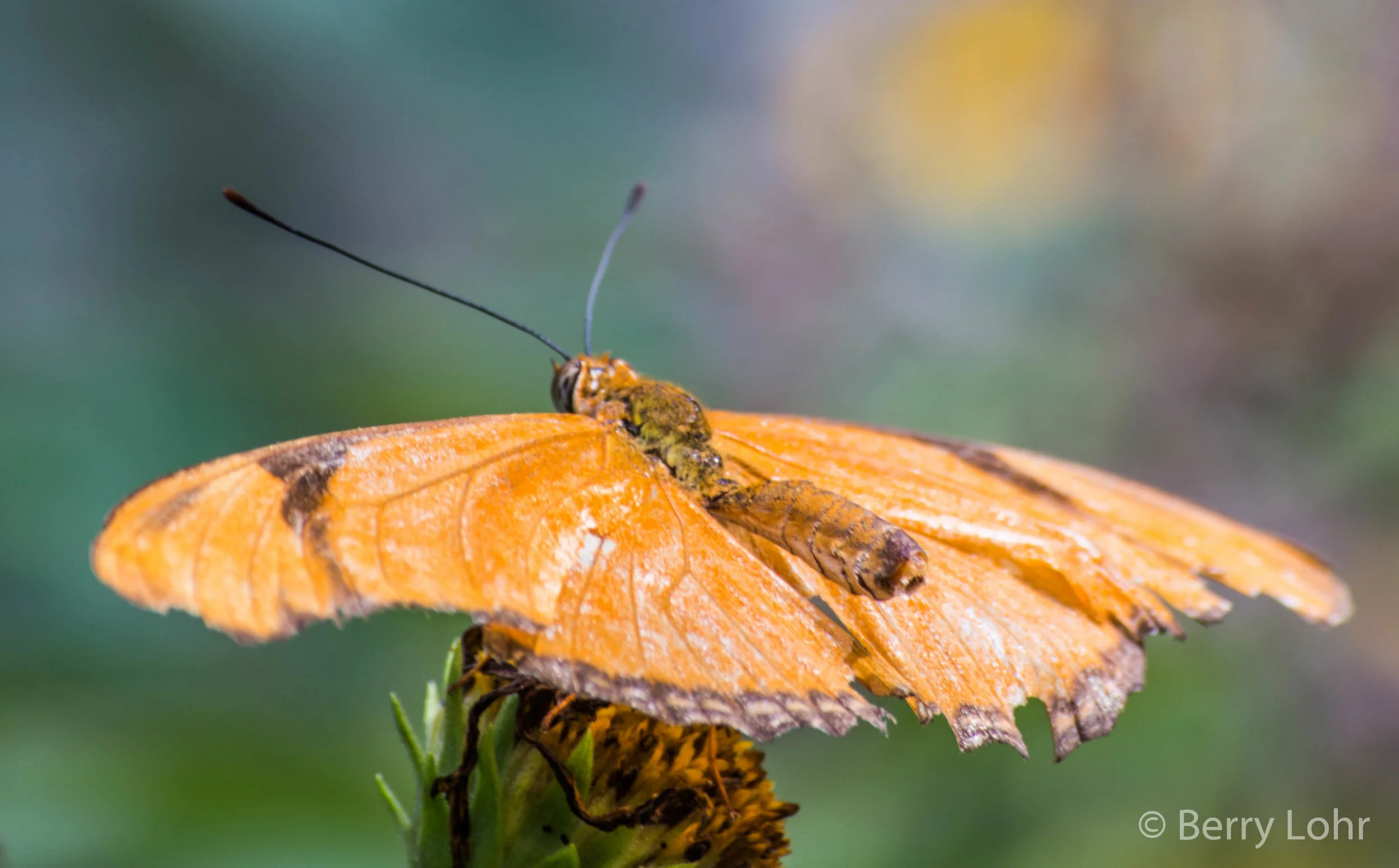 Butterfly 24