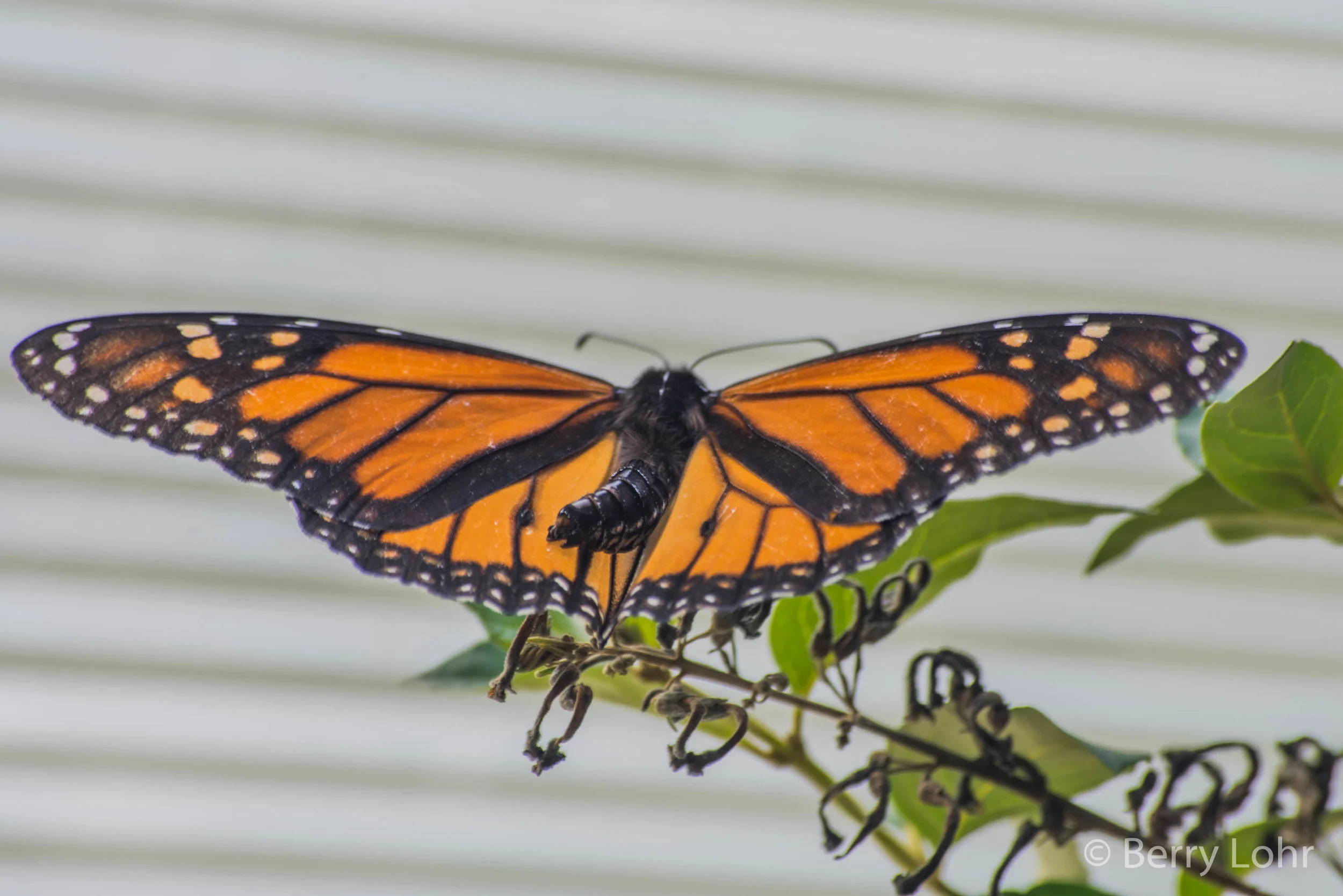 Butterfly 26
