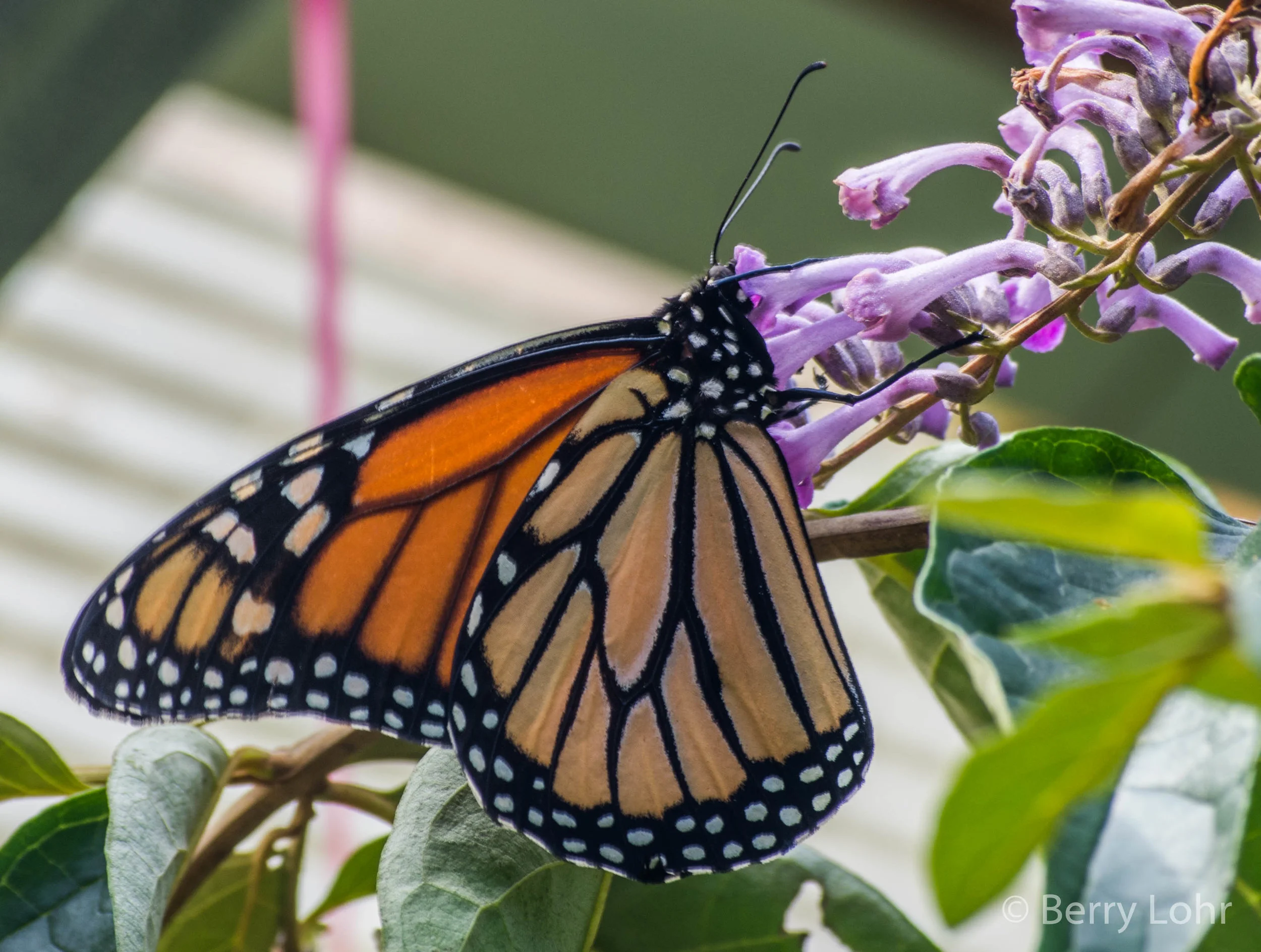 Butterfly 25