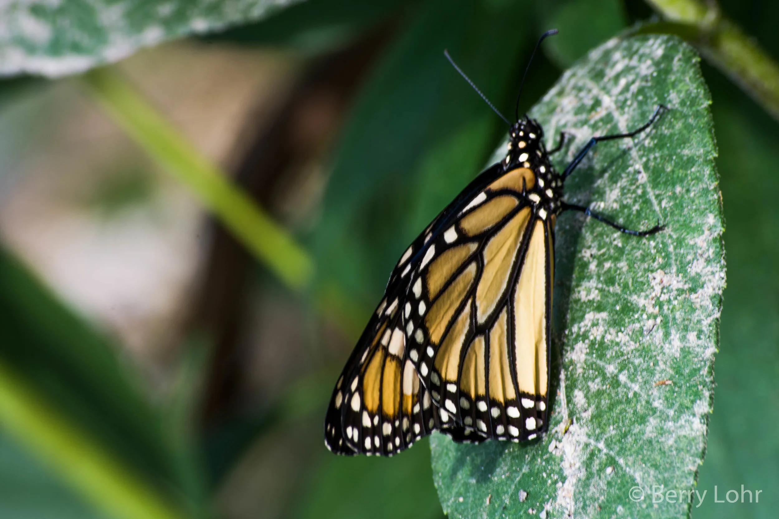 Butterfly 28