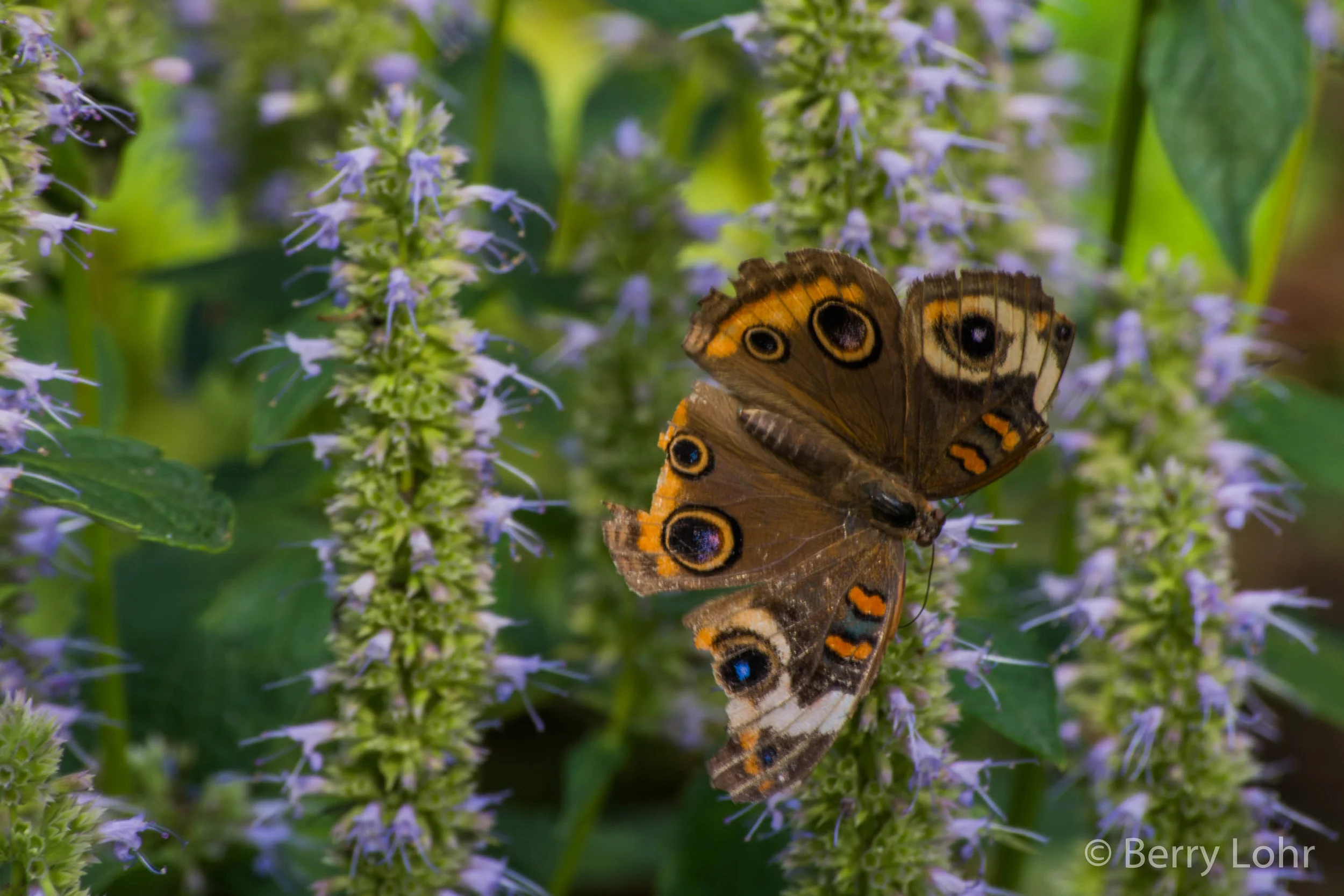 Butterfly 32