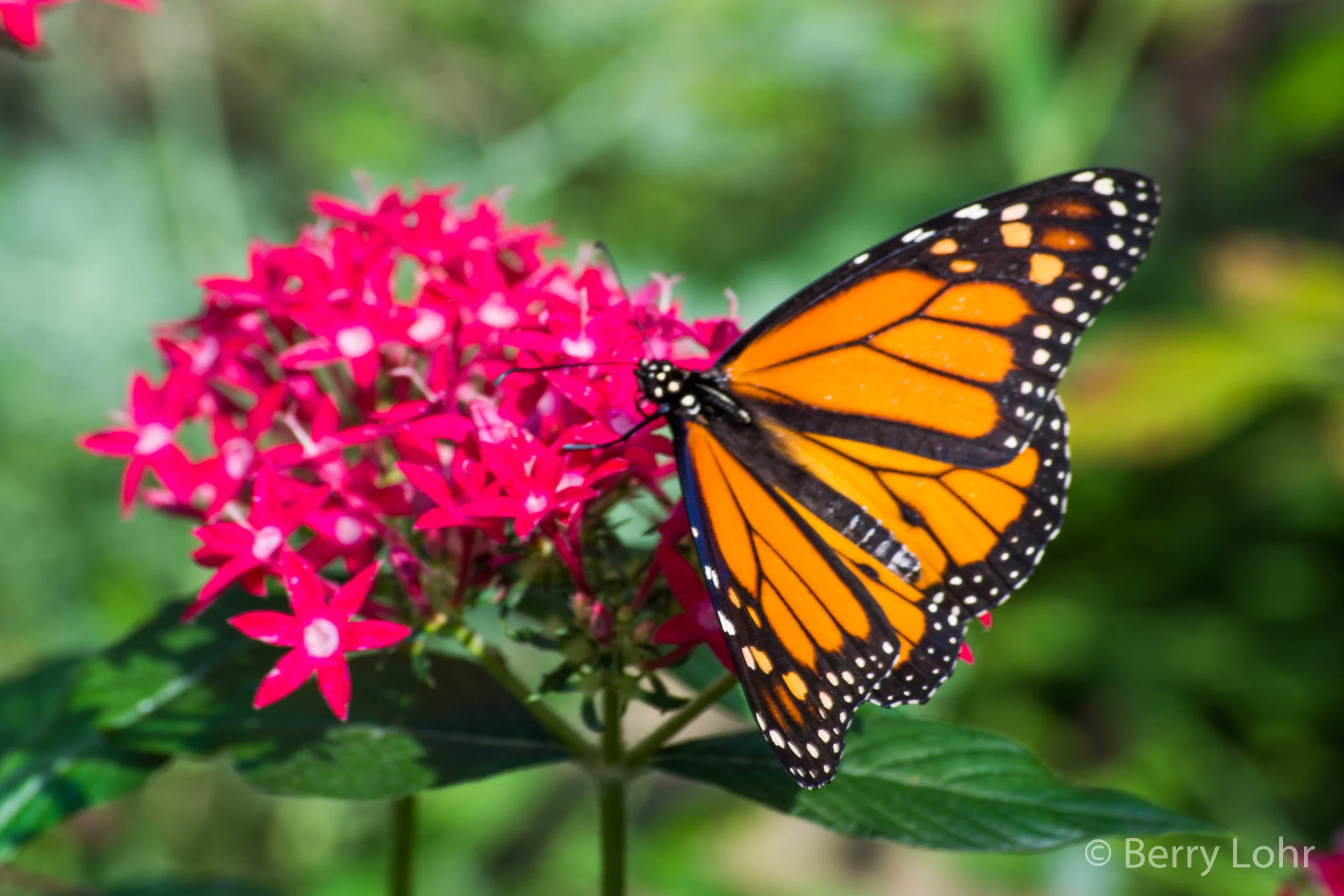 Butterfly 33