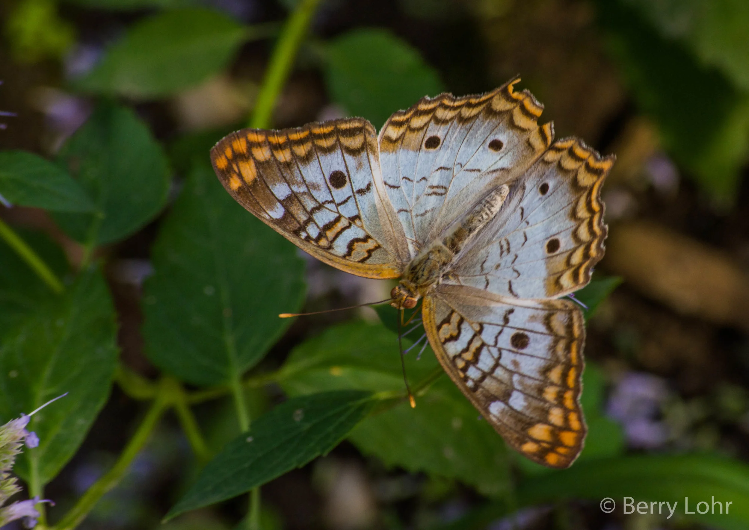 Butterfly 34
