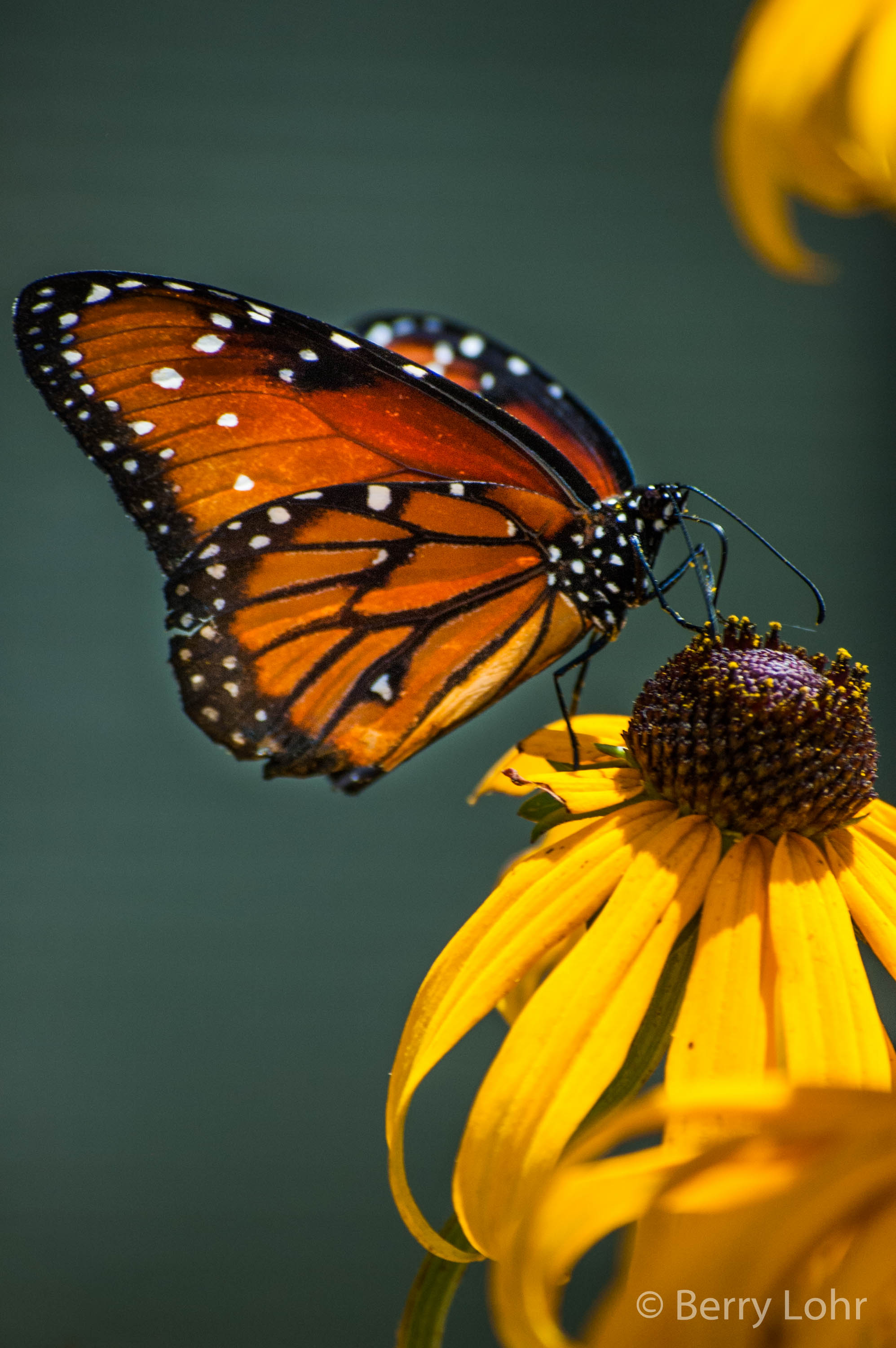 Butterfly 1