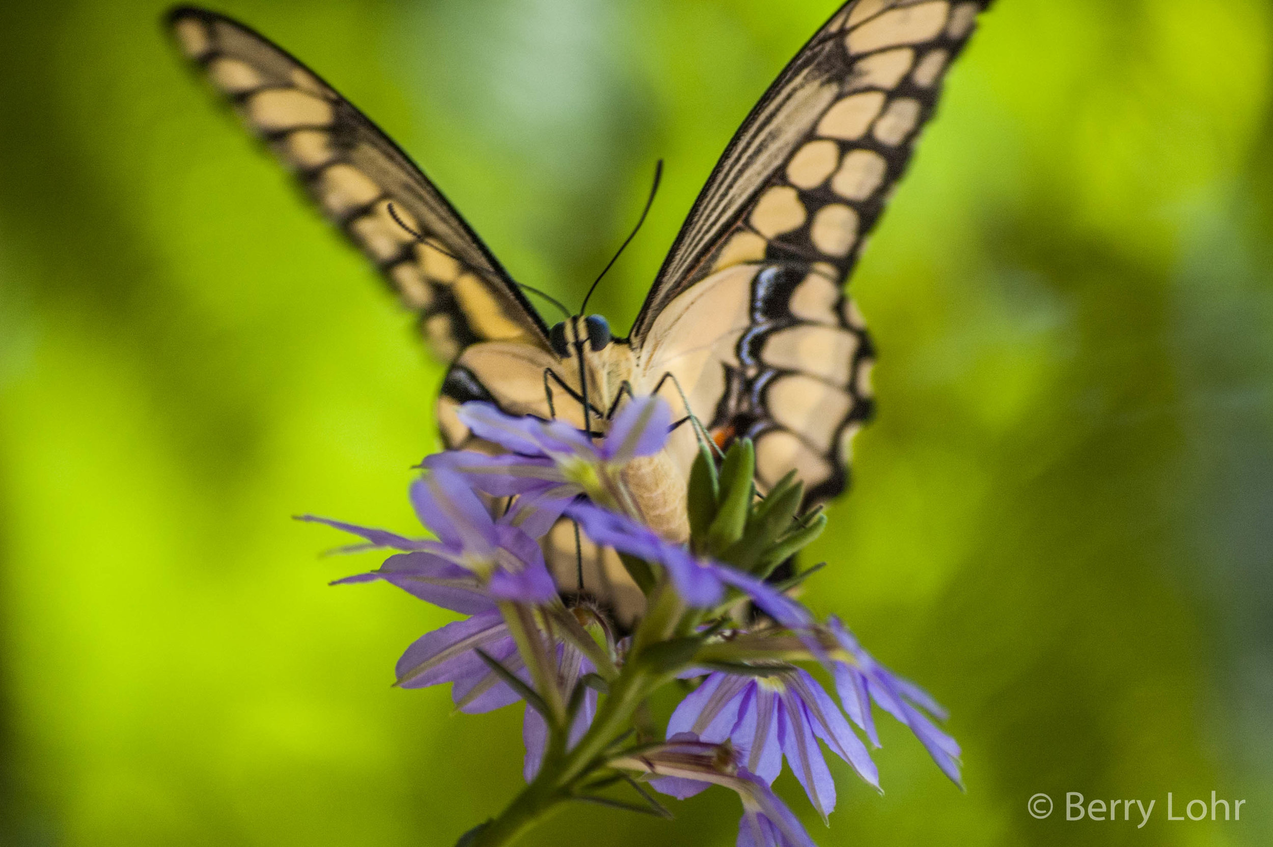 Butterfly 3