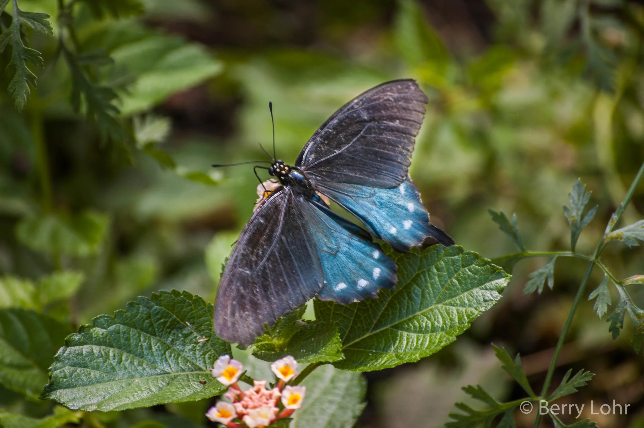 Butterfly 9