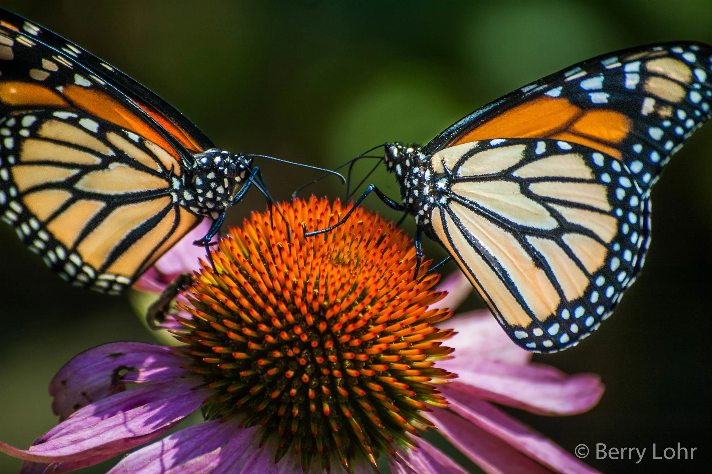 Butterfly 11