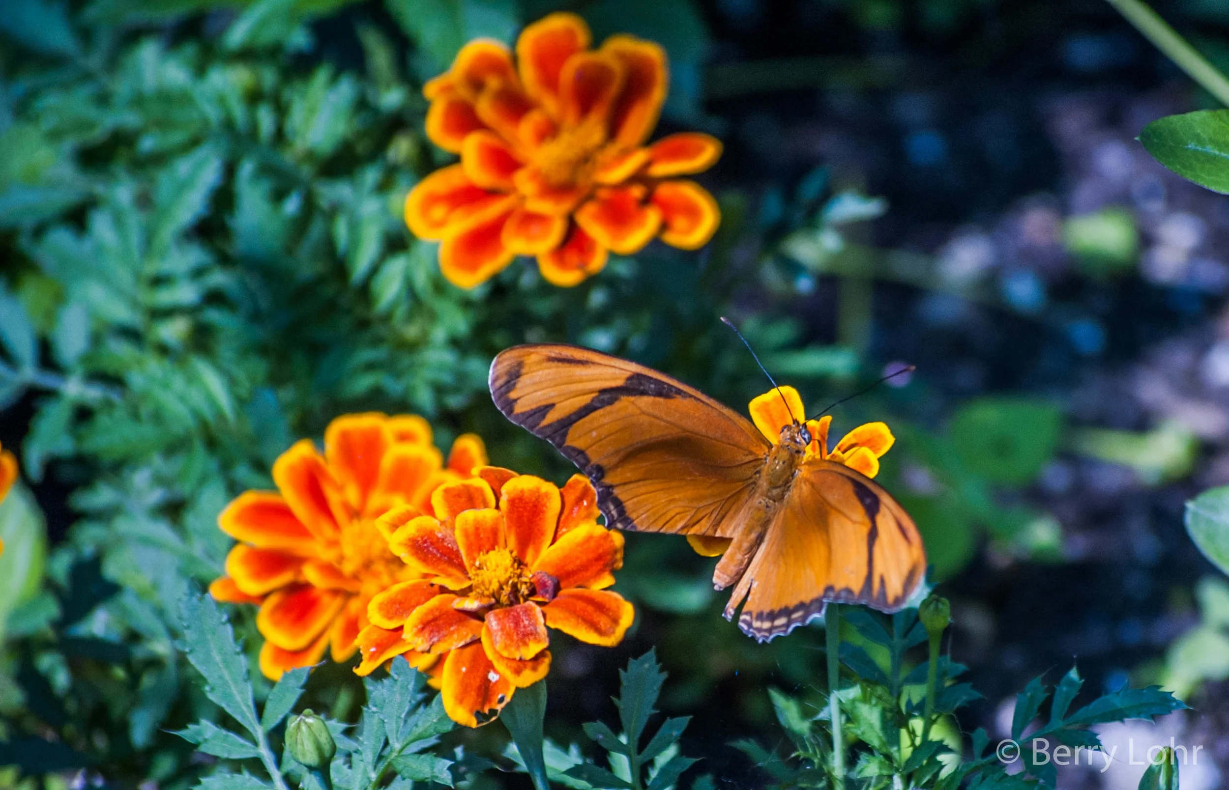 Butterfly 13