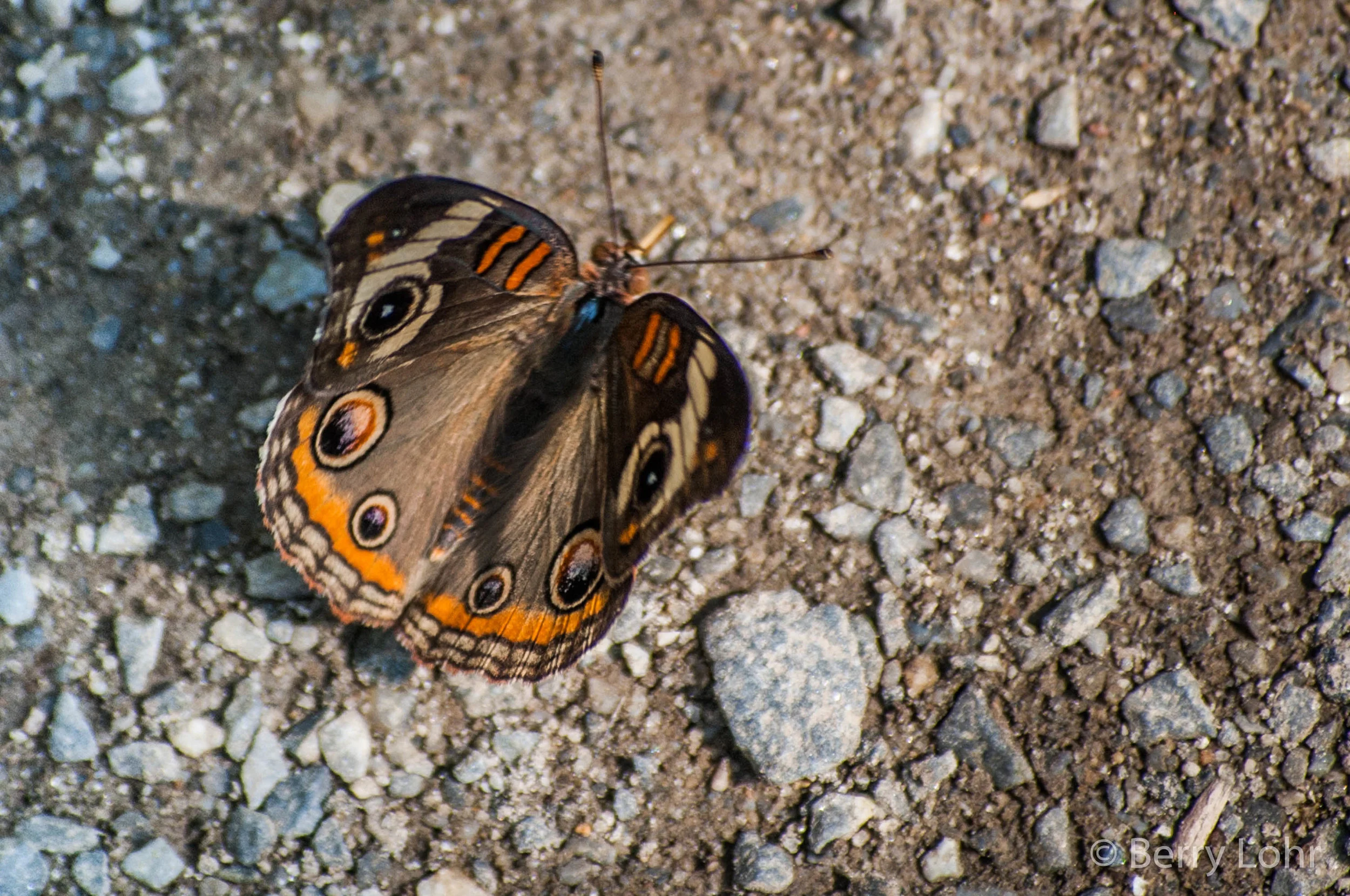 Butterfly 17