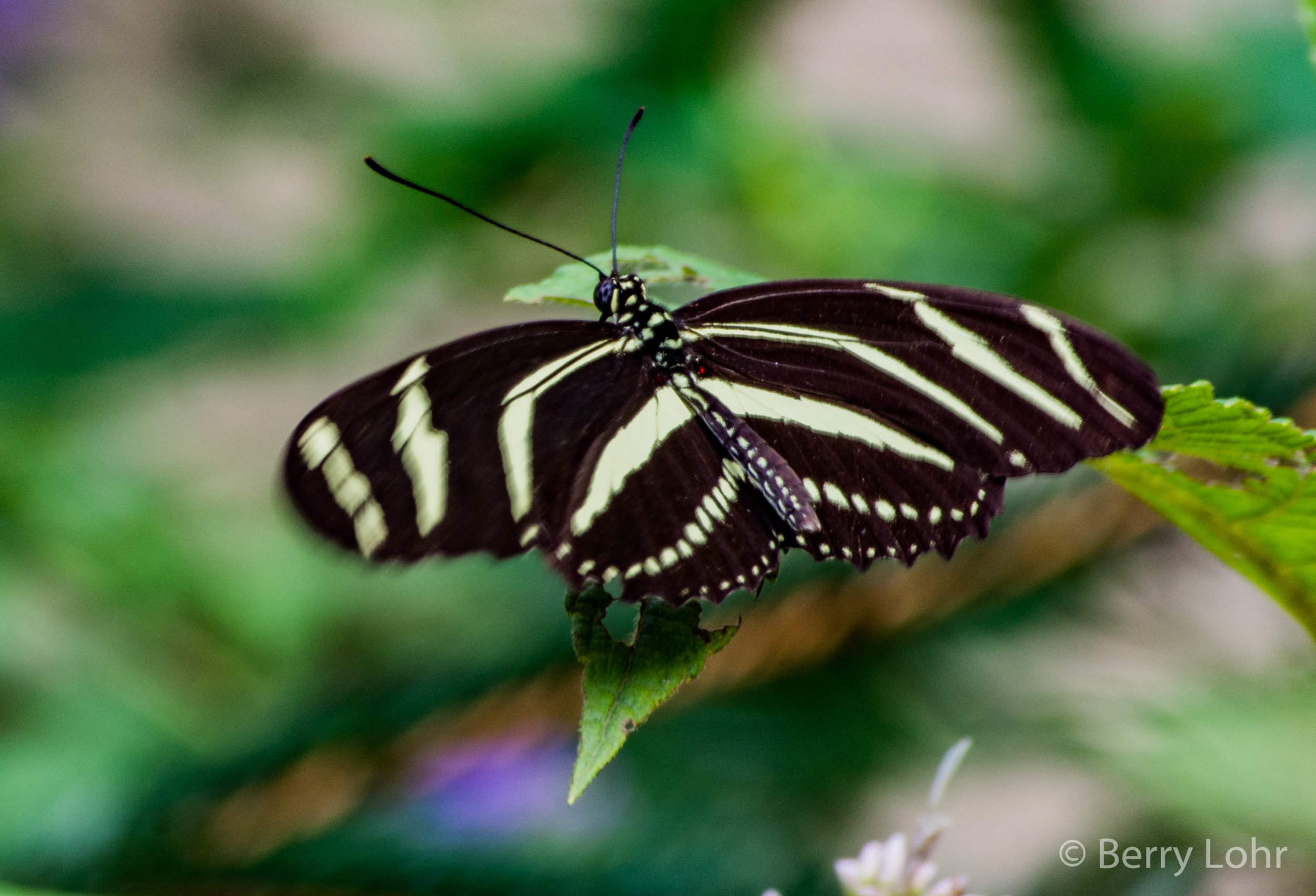 Butterfly 31