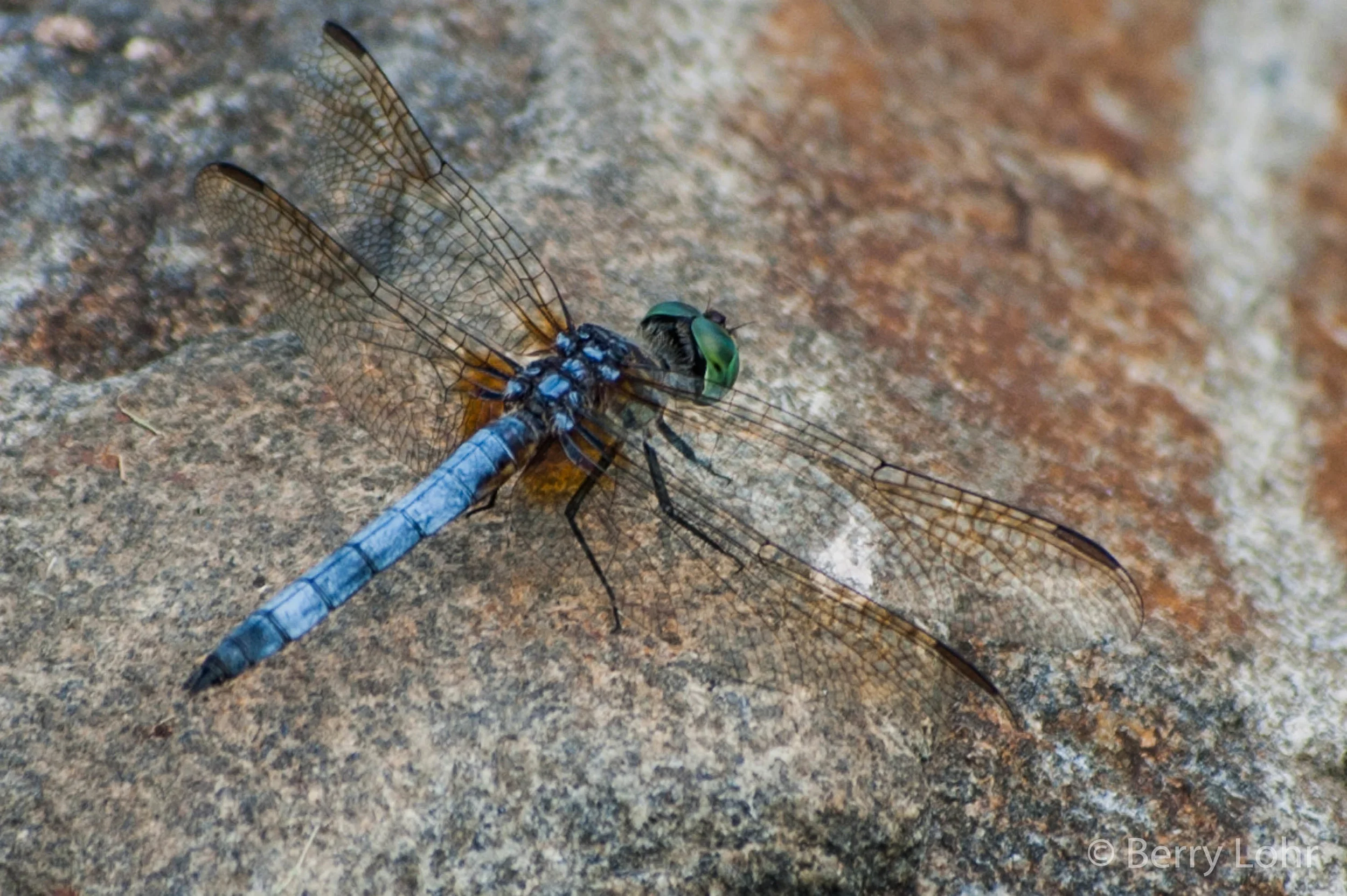 Dragonfly 2