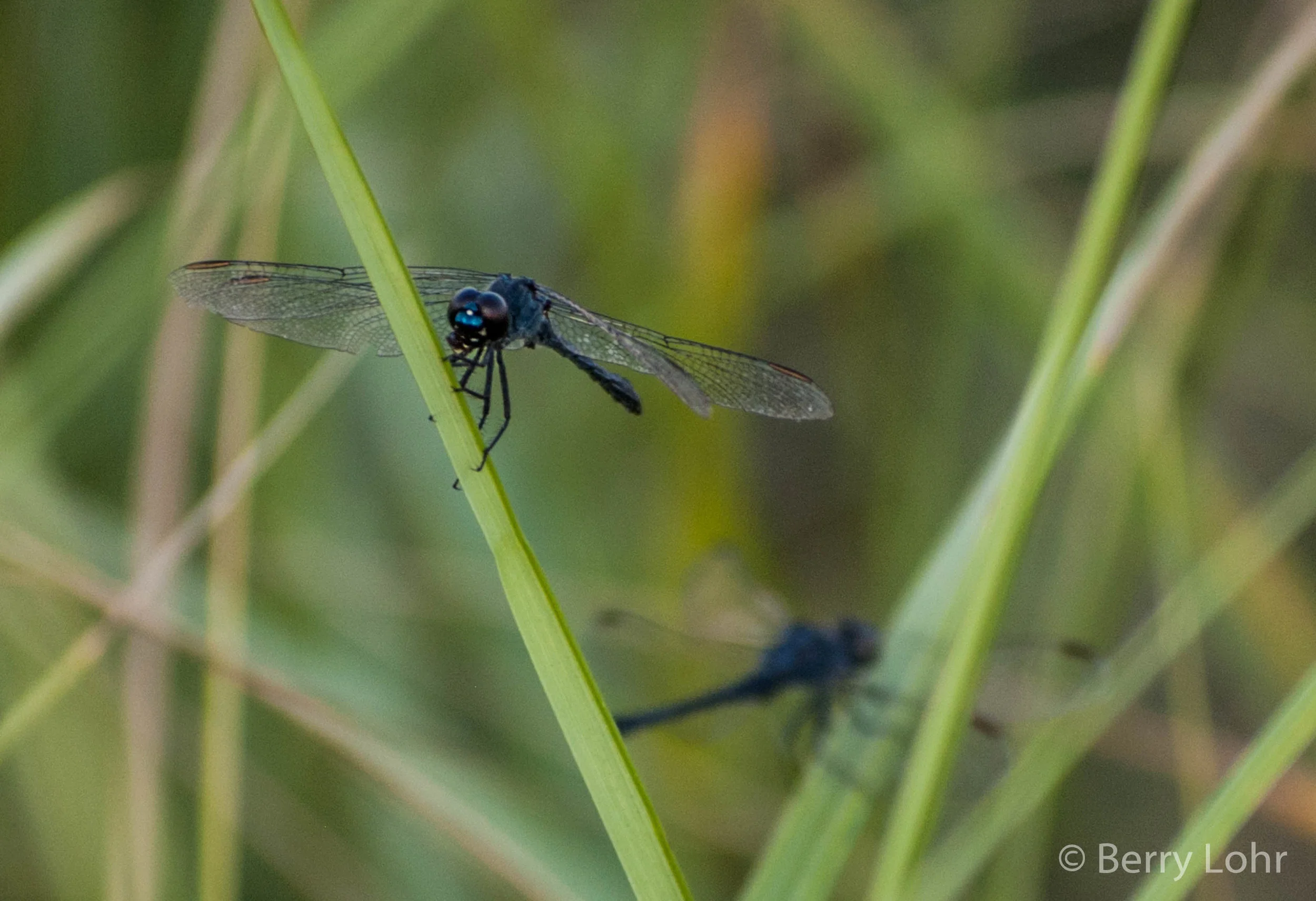 Dragonfly 1